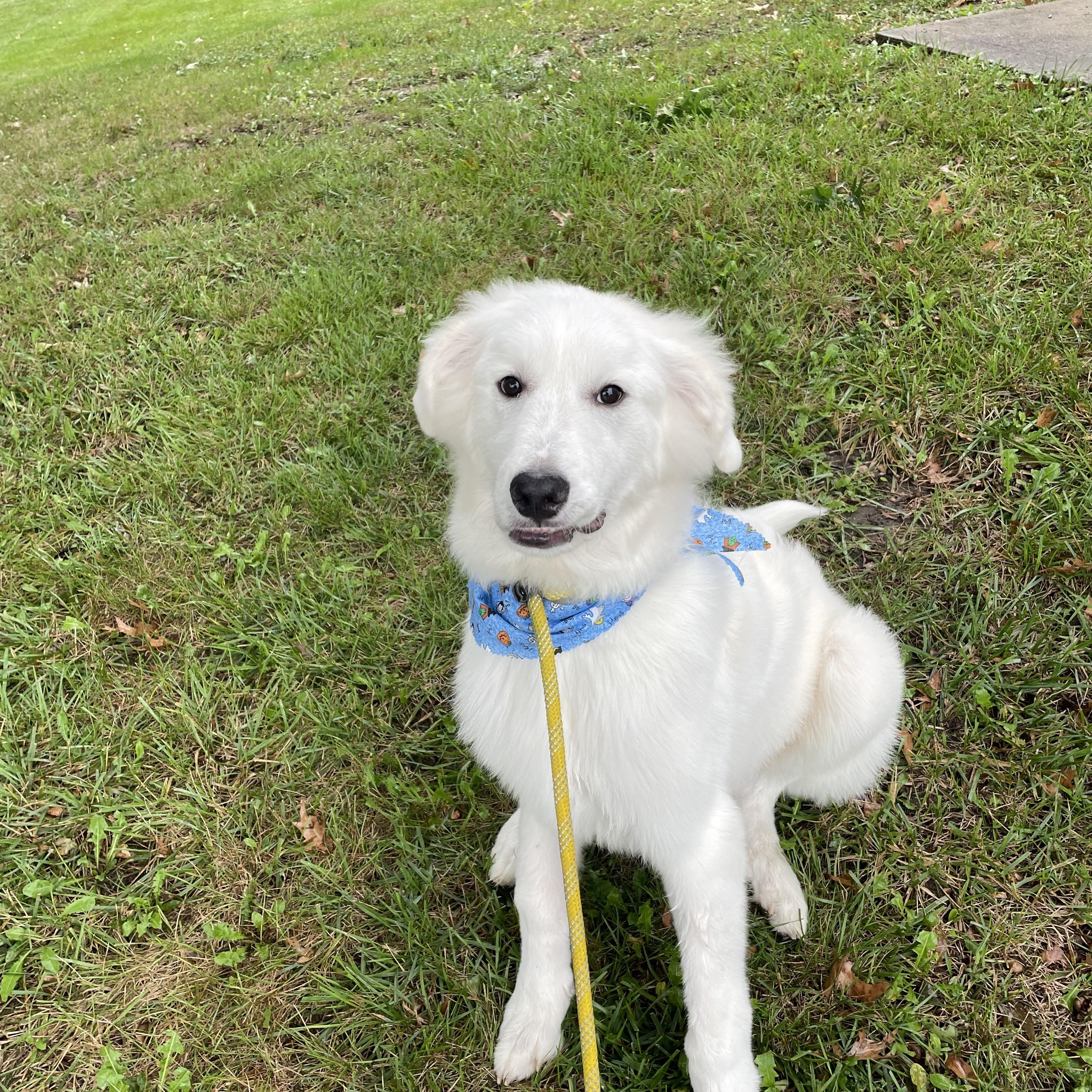 Enlarge Leo, a Adoptable mixed breed in Gladstone, MO image 1/1