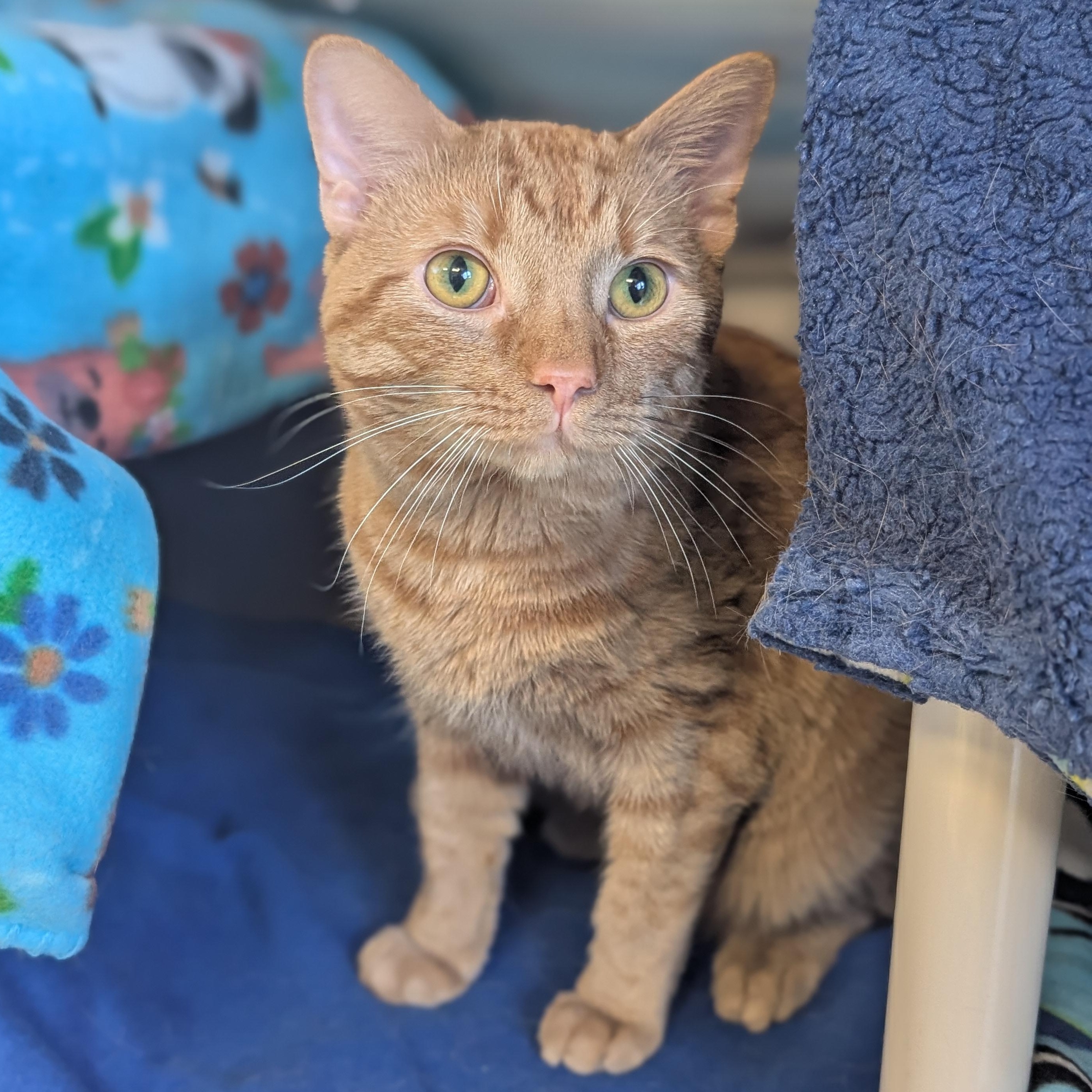 Enlarge Zig Zag, an adopted Domestic Short Hair in Jefferson, WI image 2/3