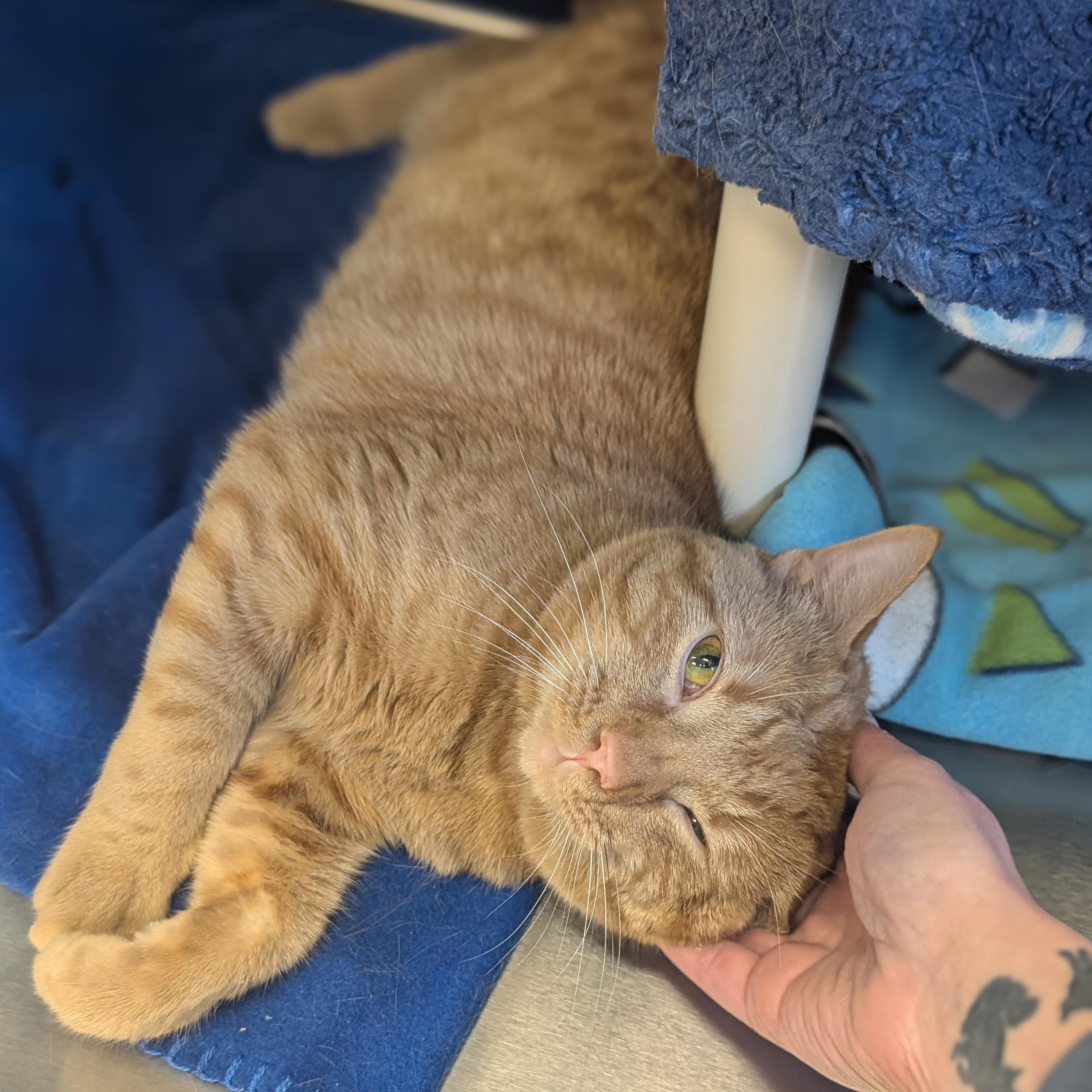 Enlarge Zig Zag, an adopted Domestic Short Hair in Jefferson, WI image 3/3