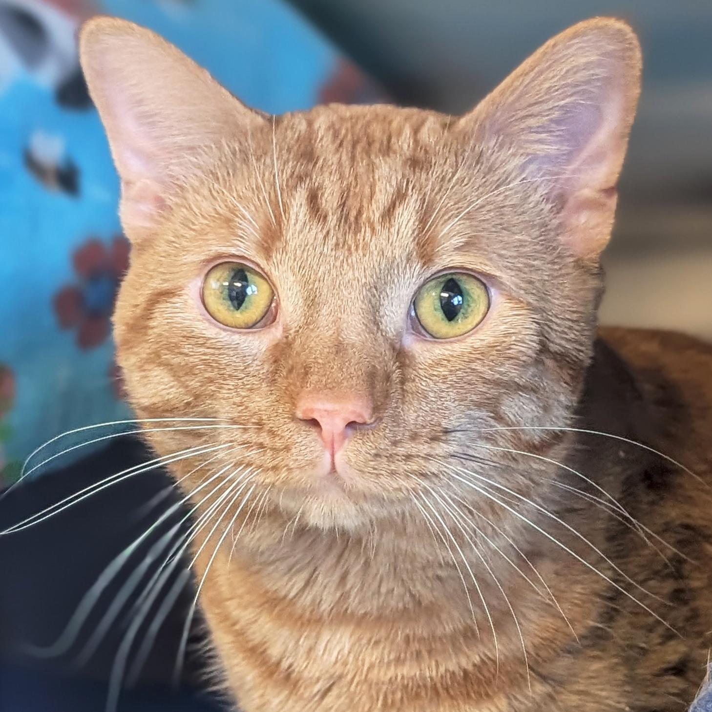 Zig Zag, ADOPTABLE, Adult Male Domestic Short Hair.