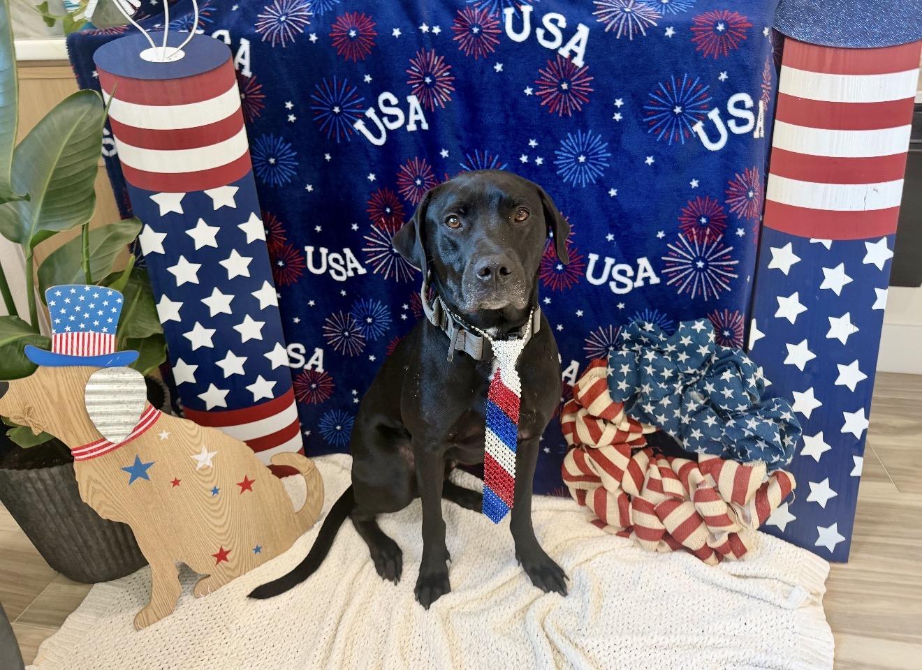 Bear, Adoptable, Young Male Black Labrador Retriever & Pit Bull Terrier.