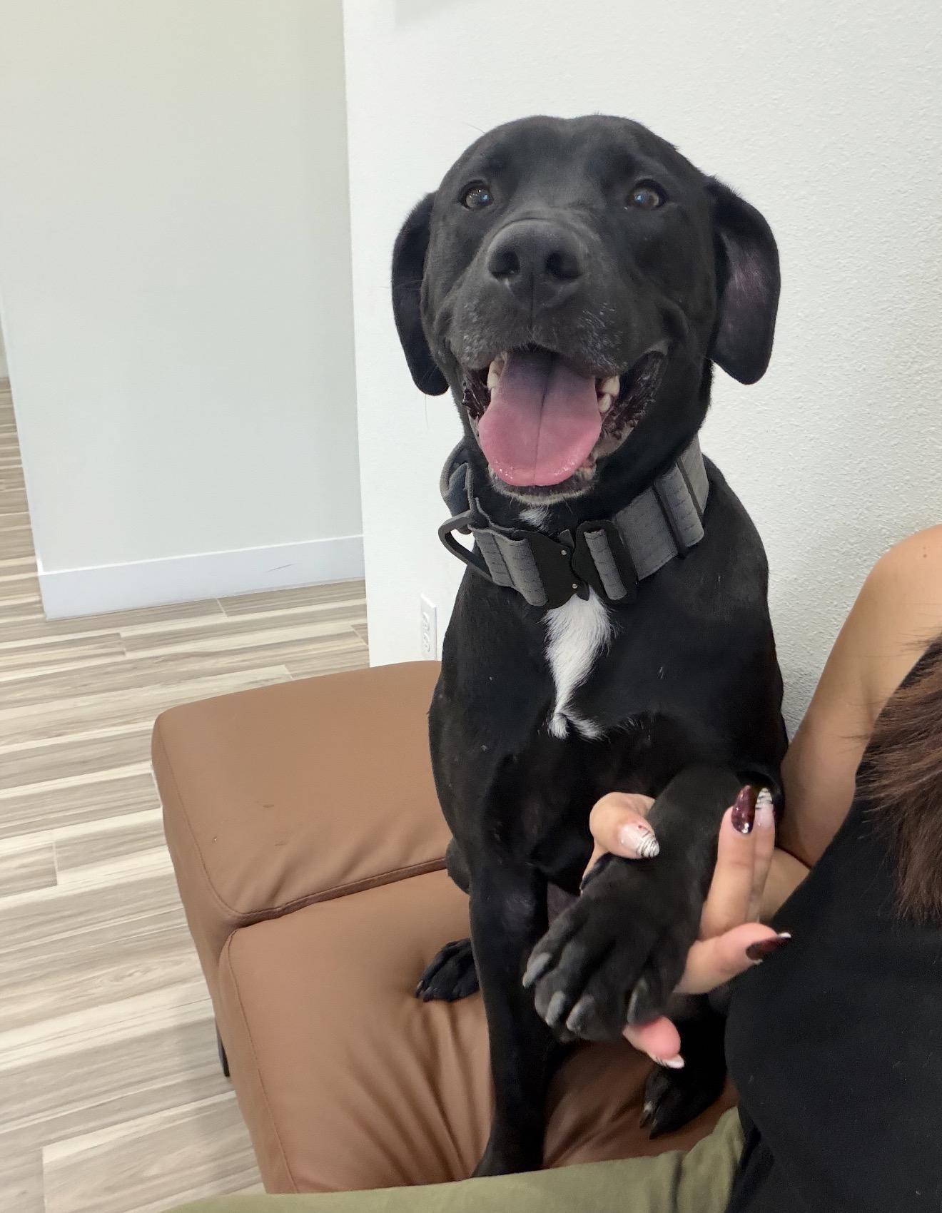 Bear, a Adoptable mixed breed in Palm Coast, FL image 2/4
