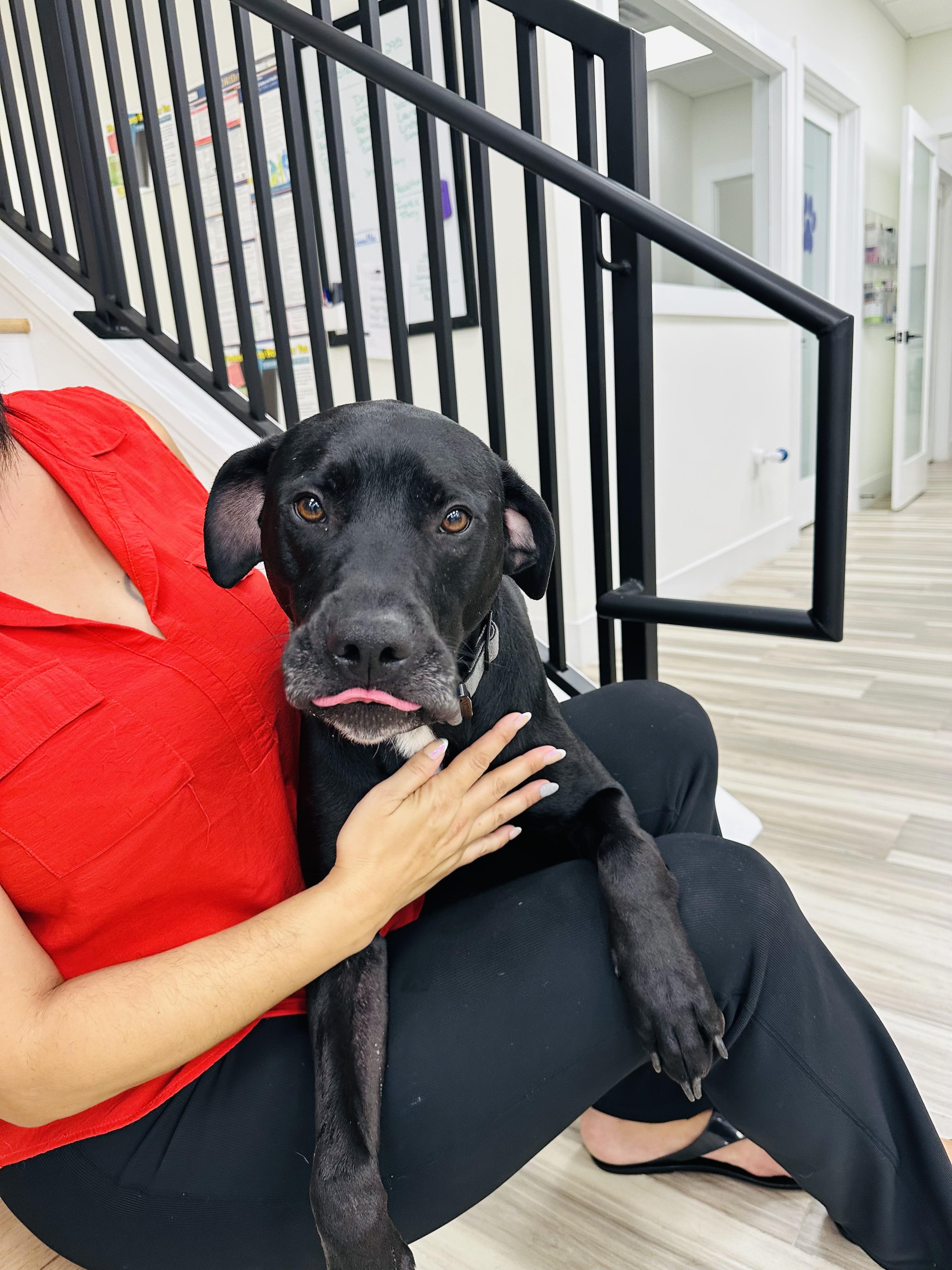 Bear, a Adoptable mixed breed in Palm Coast, FL image 4/4