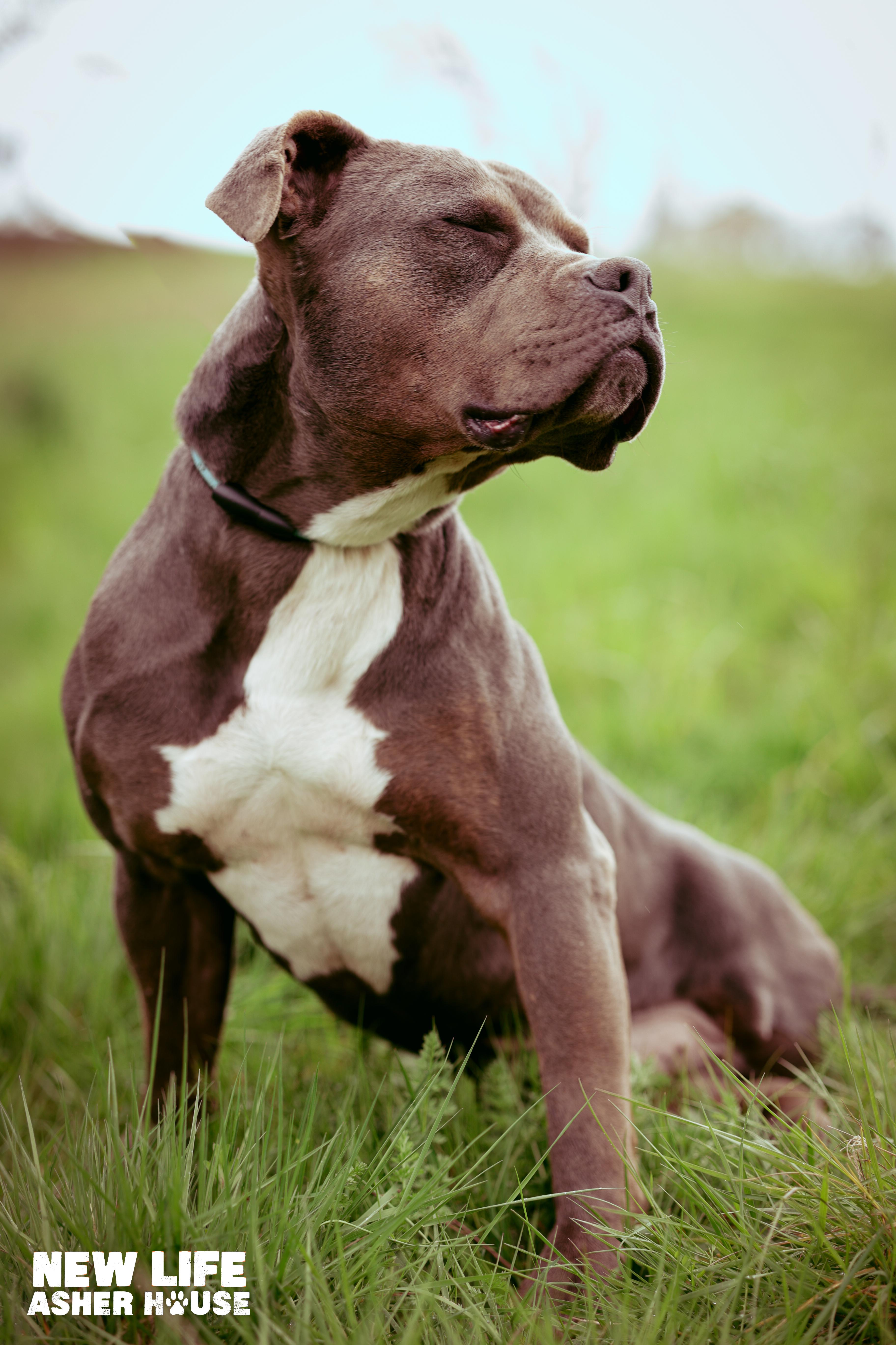 Rupert, Adoptable, Young Male Pit Bull Terrier.