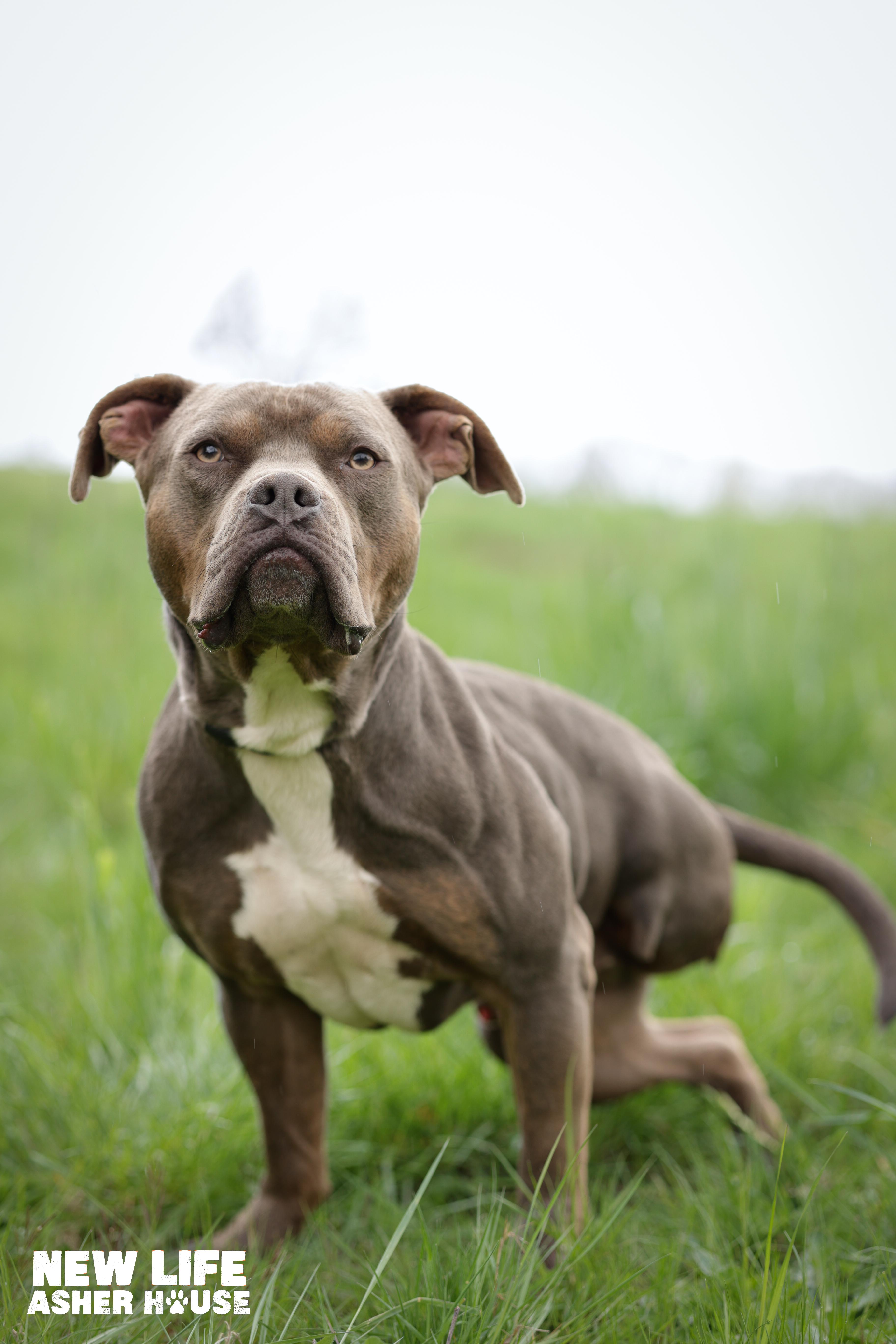 Rupert, a Adoptable Pit Bull Terrier in Portland, OR image 1/6