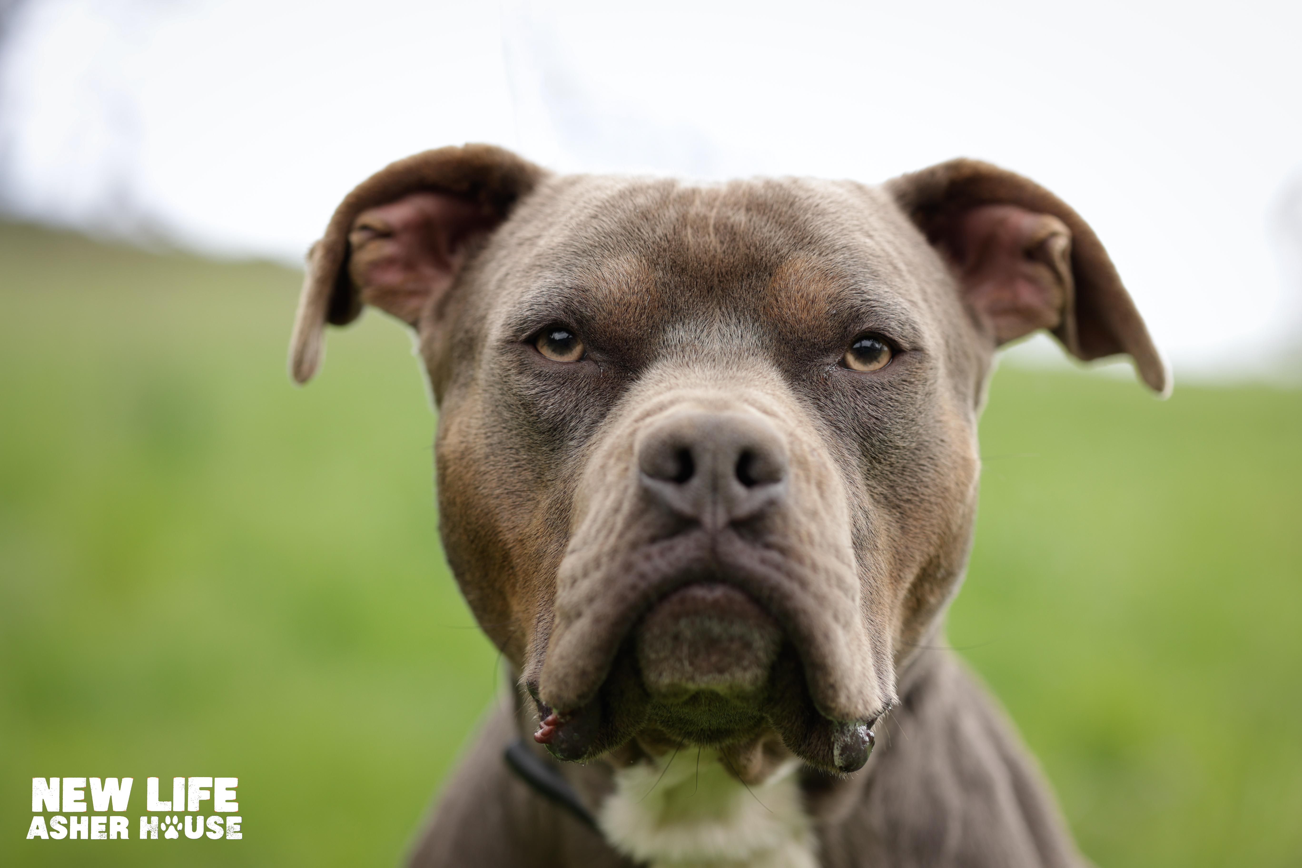 Rupert, a Adoptable Pit Bull Terrier in Portland, OR image 2/6