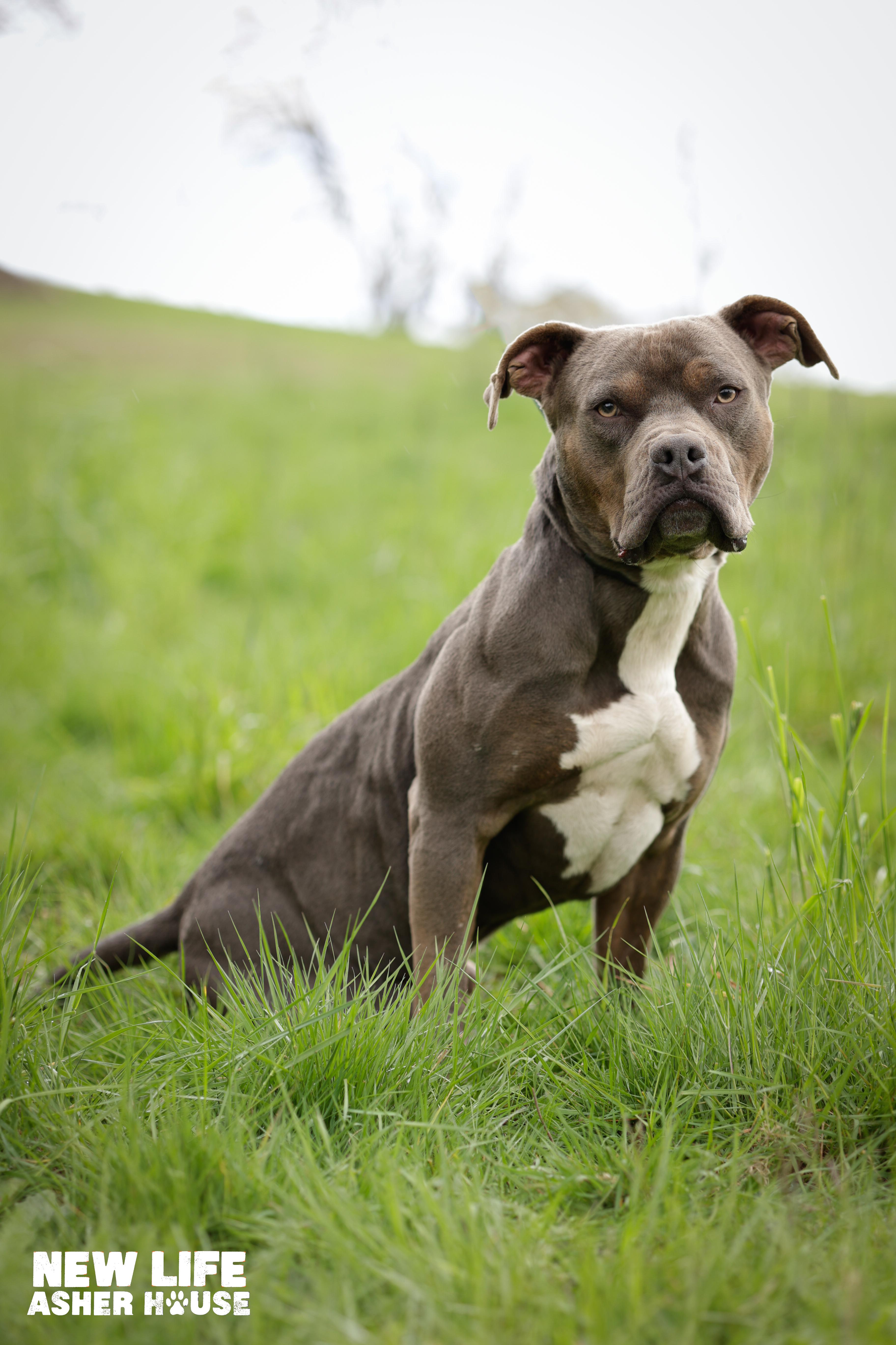 Rupert, a Adoptable Pit Bull Terrier in Portland, OR image 3/6