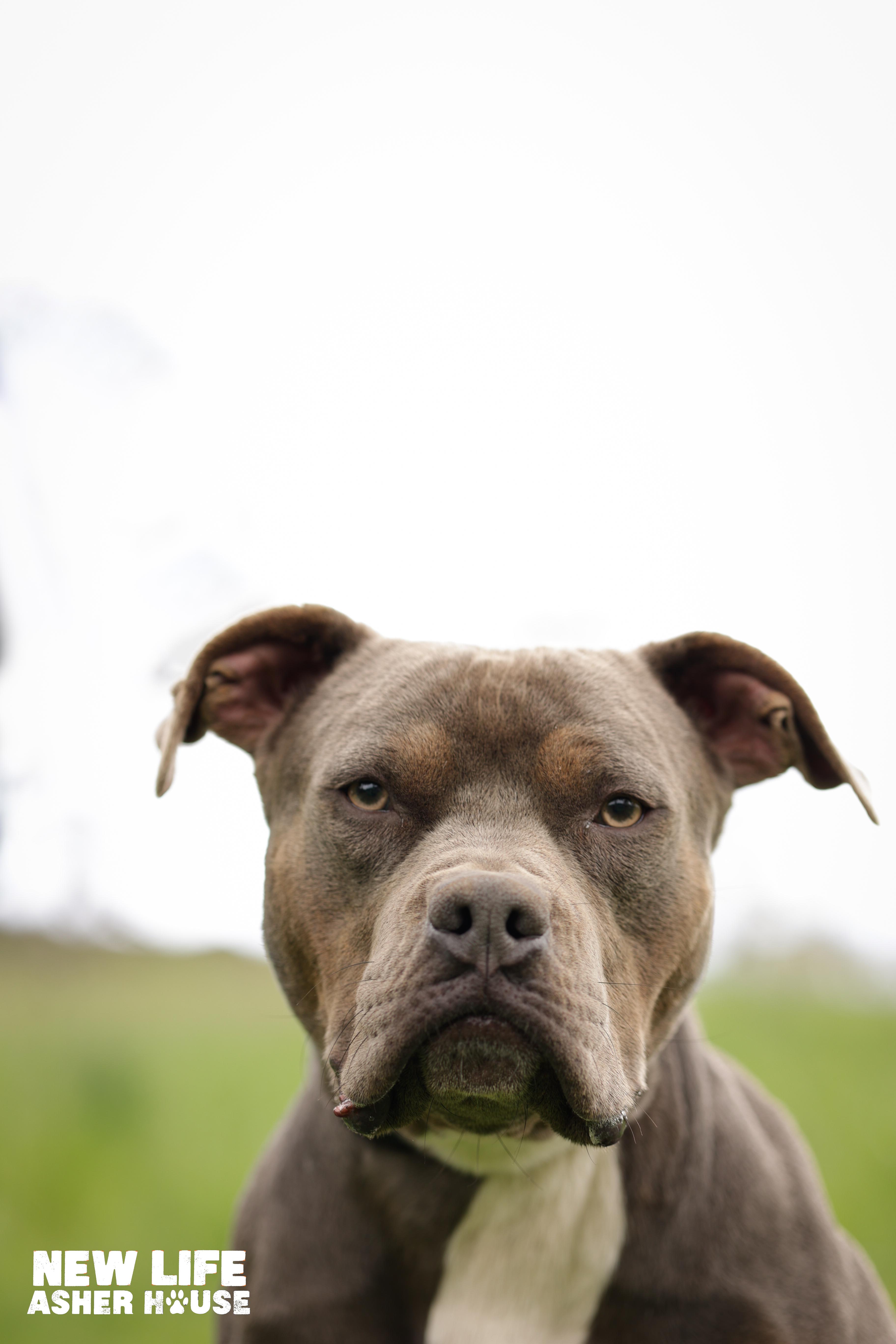 Rupert, a Adoptable Pit Bull Terrier in Portland, OR image 4/6