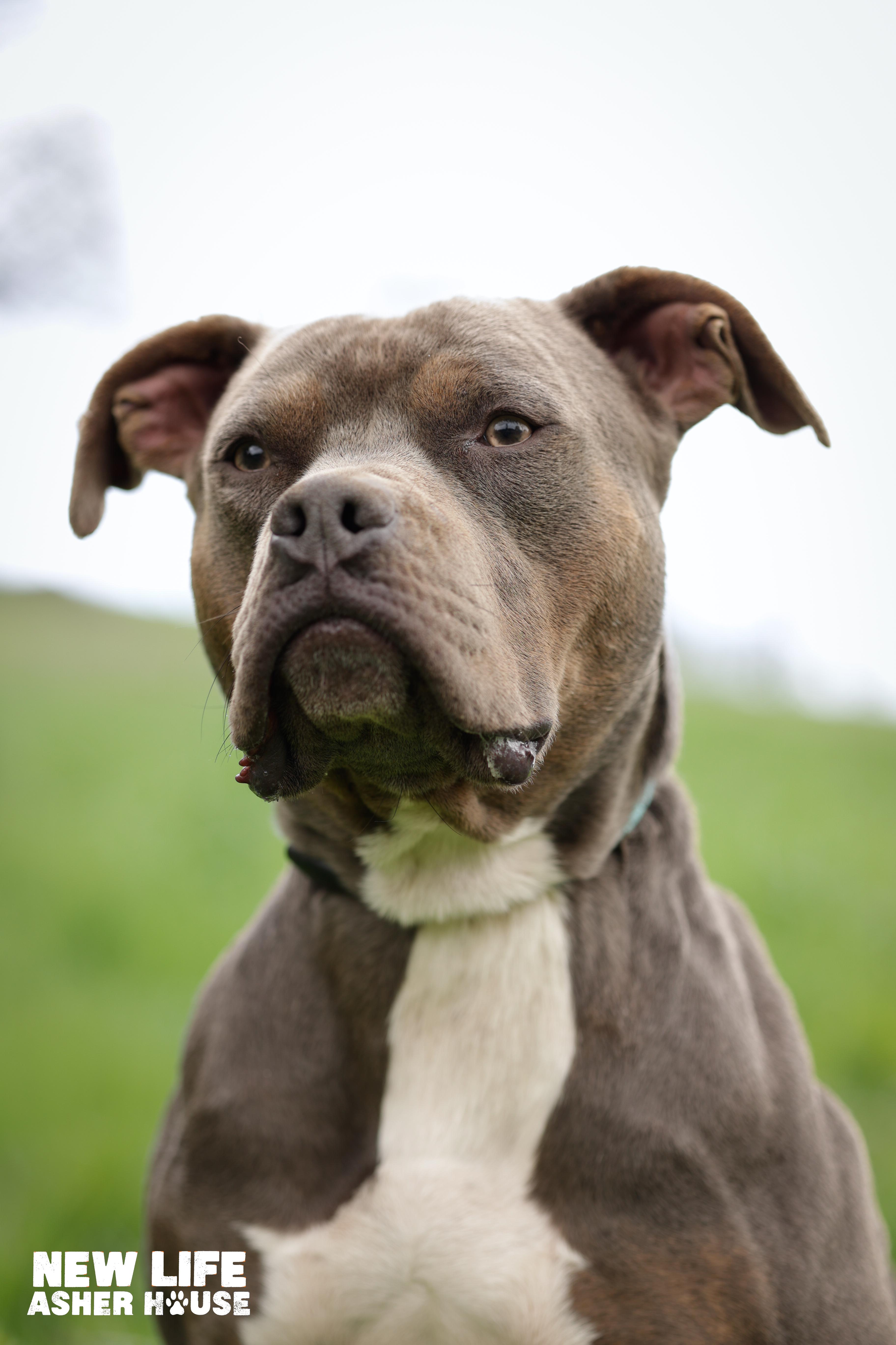 Rupert, a Adoptable Pit Bull Terrier in Portland, OR image 6/6