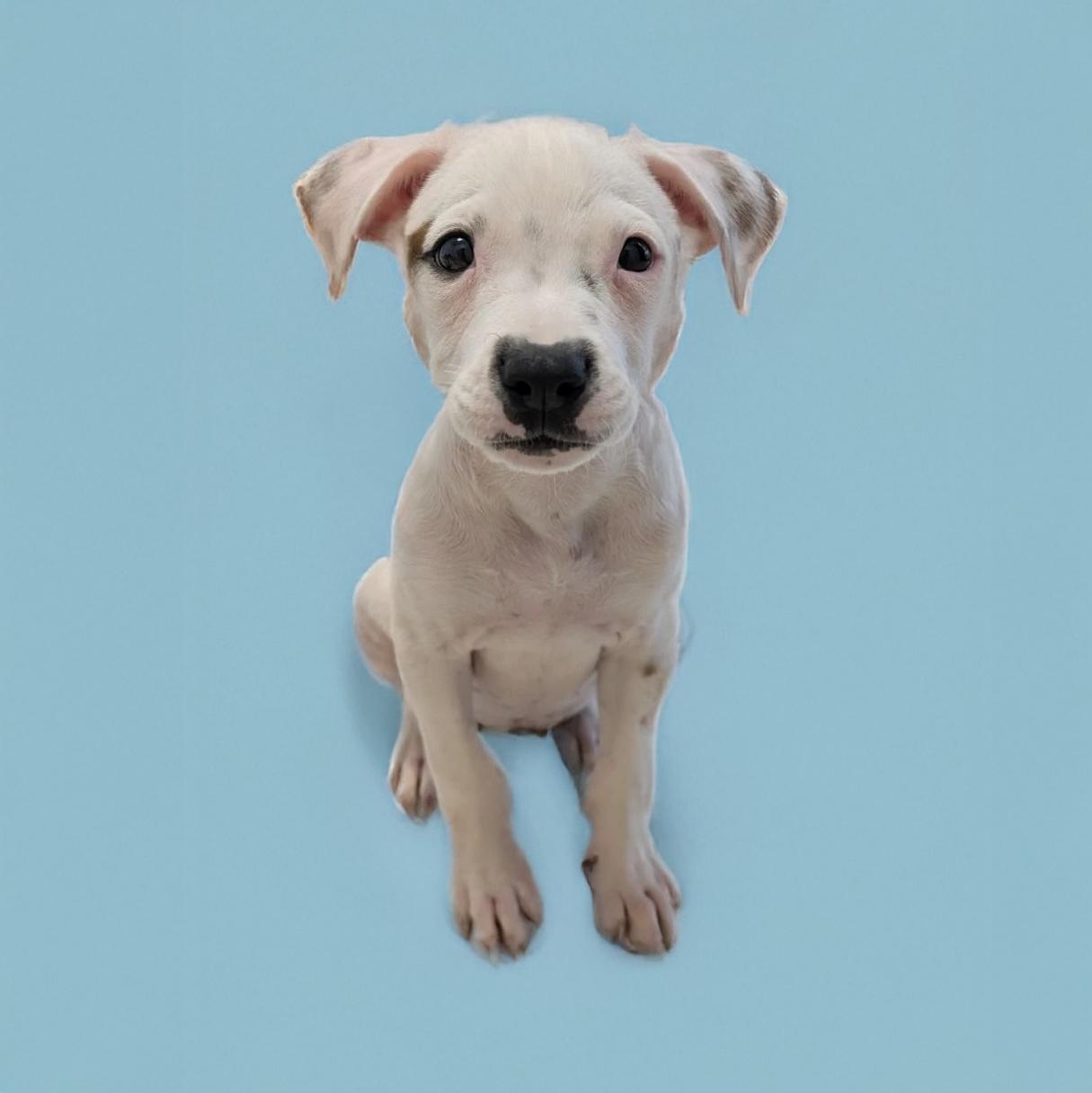 Enlarge Kismet, an adopted mixed breed in Scottsdale, AZ image 1/1