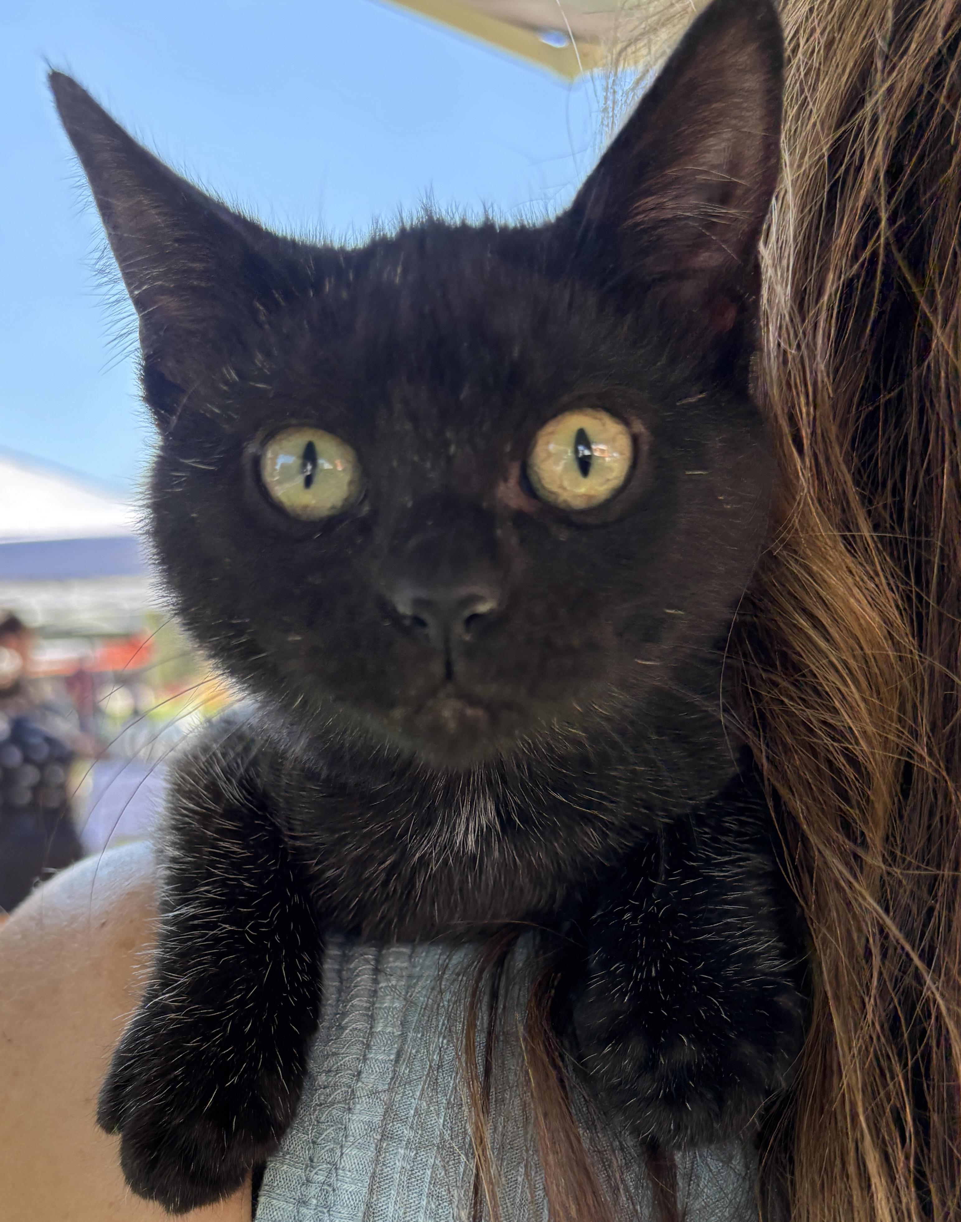 Chrissy, an adoptable Domestic Short Hair, Burmese in East Hanover, NJ, 07936 | Photo Image 2