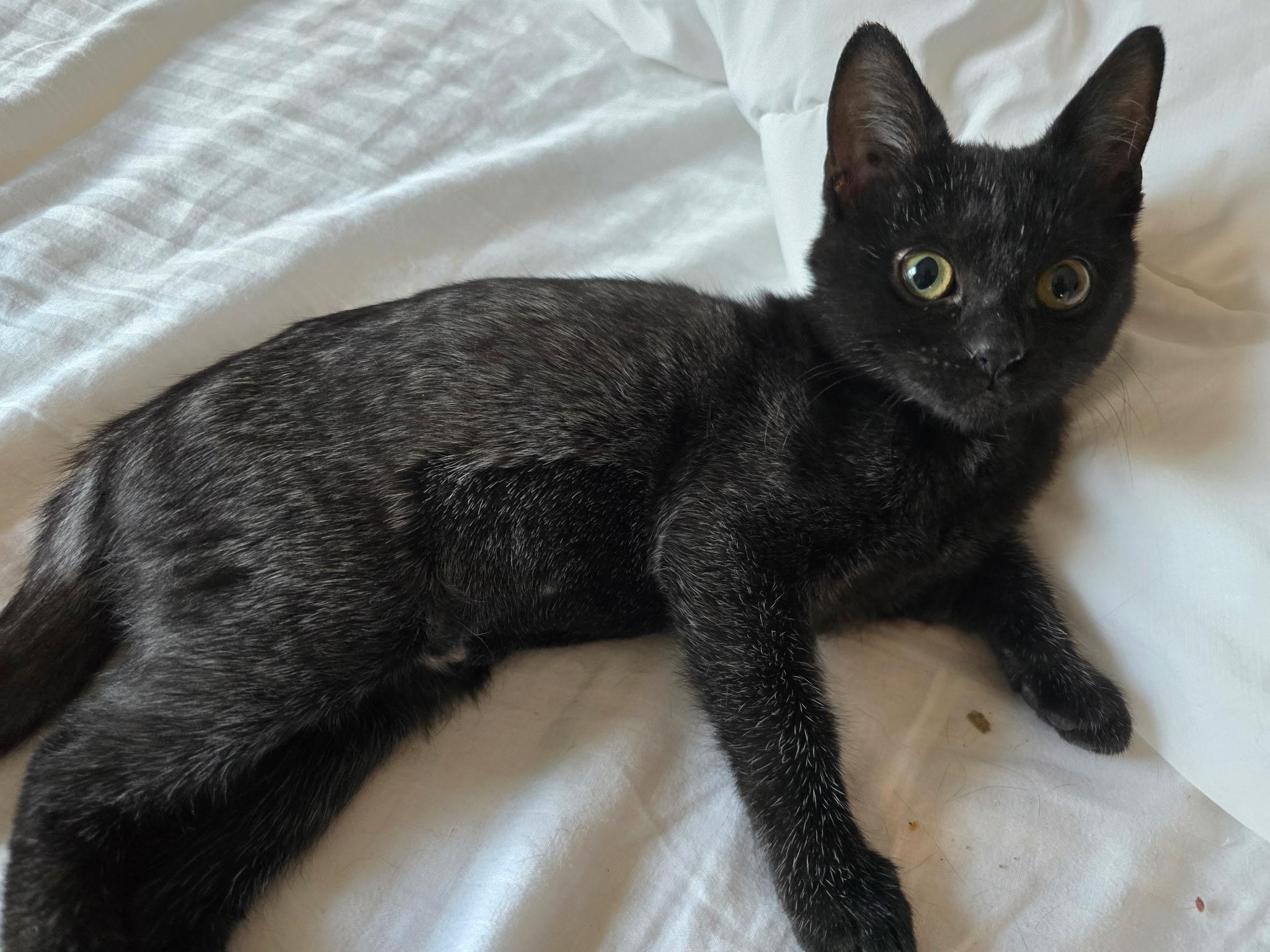 Chrissy, an adoptable Domestic Short Hair, Burmese in East Hanover, NJ, 07936 | Photo Image 1