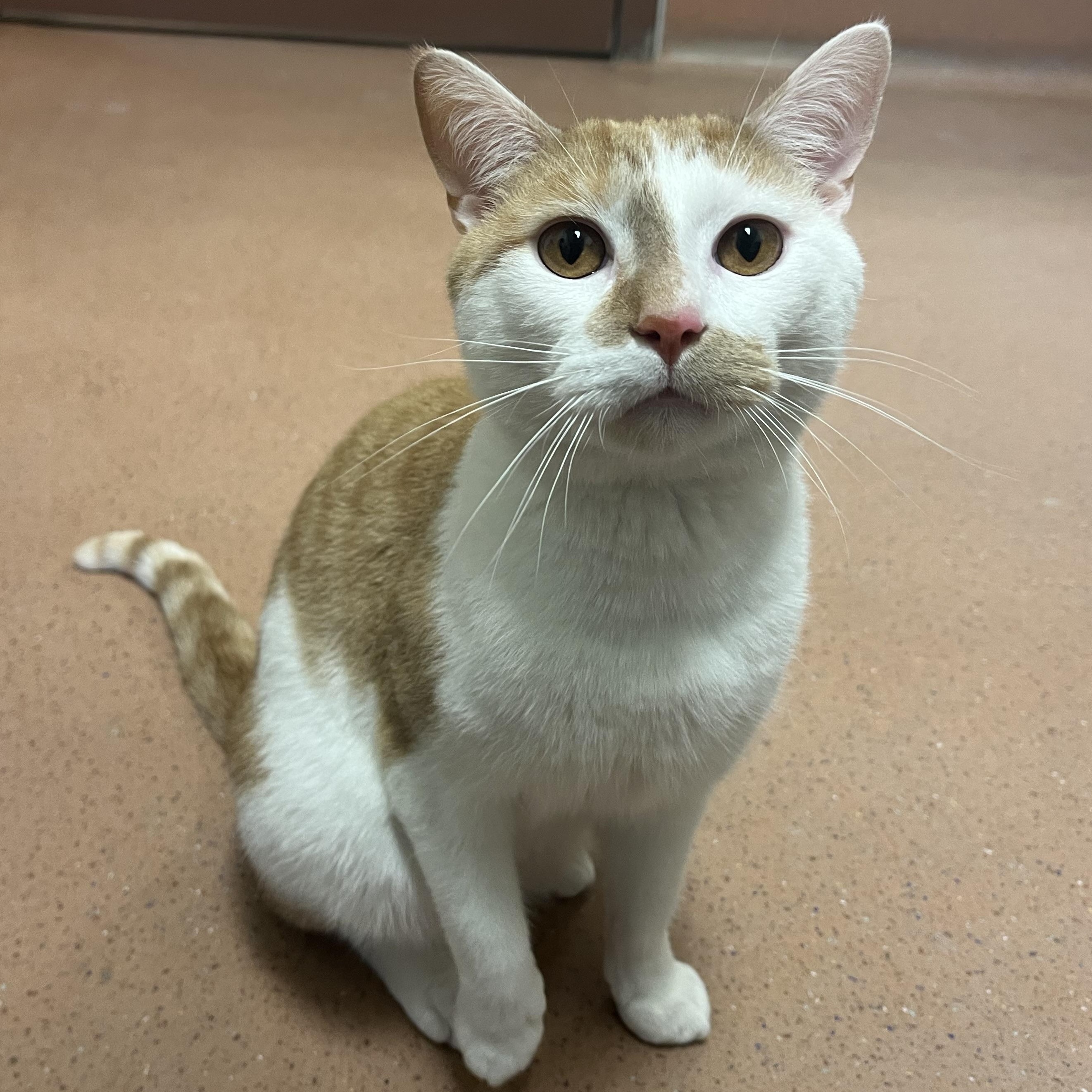 Finn, ADOPTABLE, Adult Male Domestic Short Hair.