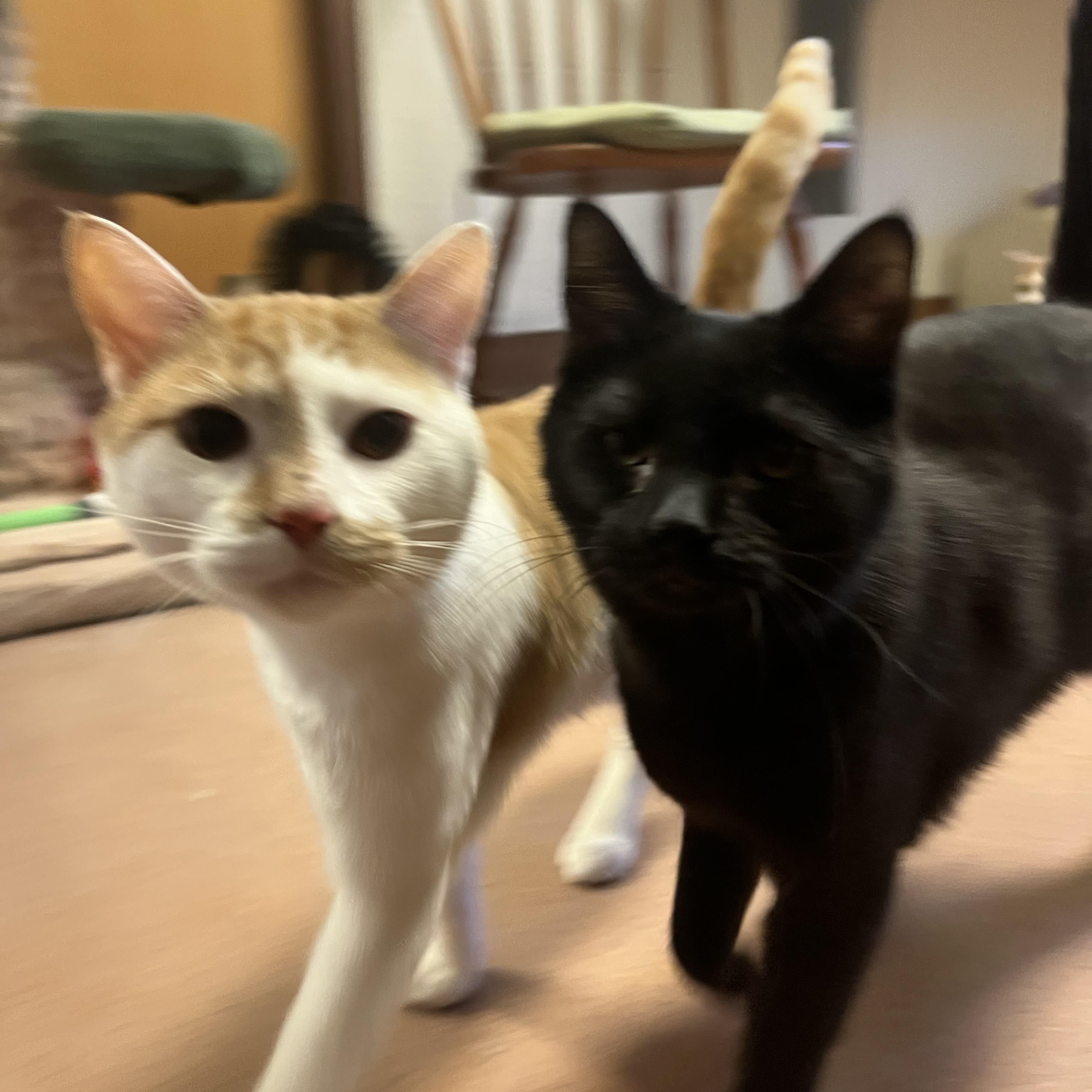 Finn, a ADOPTABLE Domestic Short Hair in Monroe, OH image 2/5