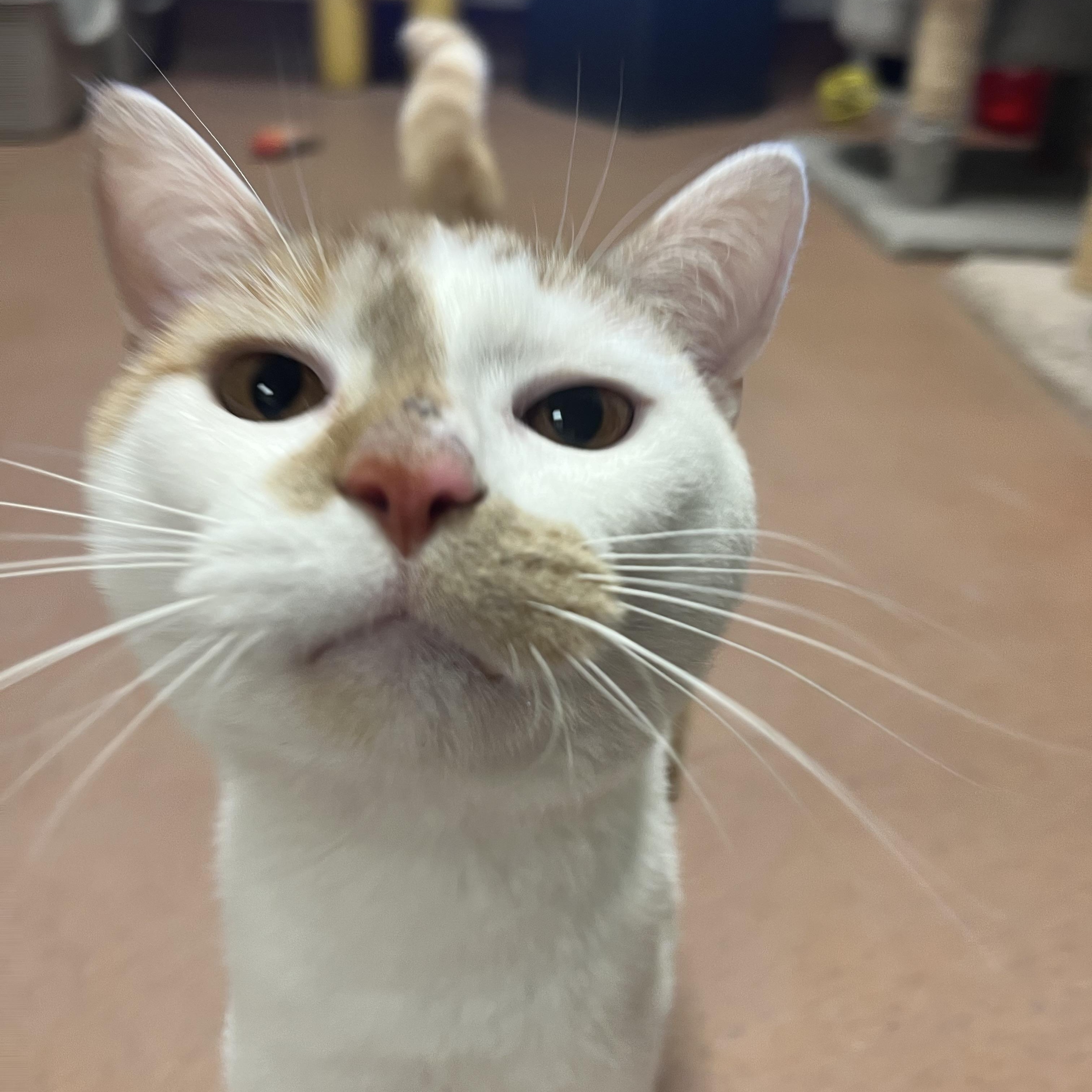 Finn, a ADOPTABLE Domestic Short Hair in Monroe, OH image 3/5