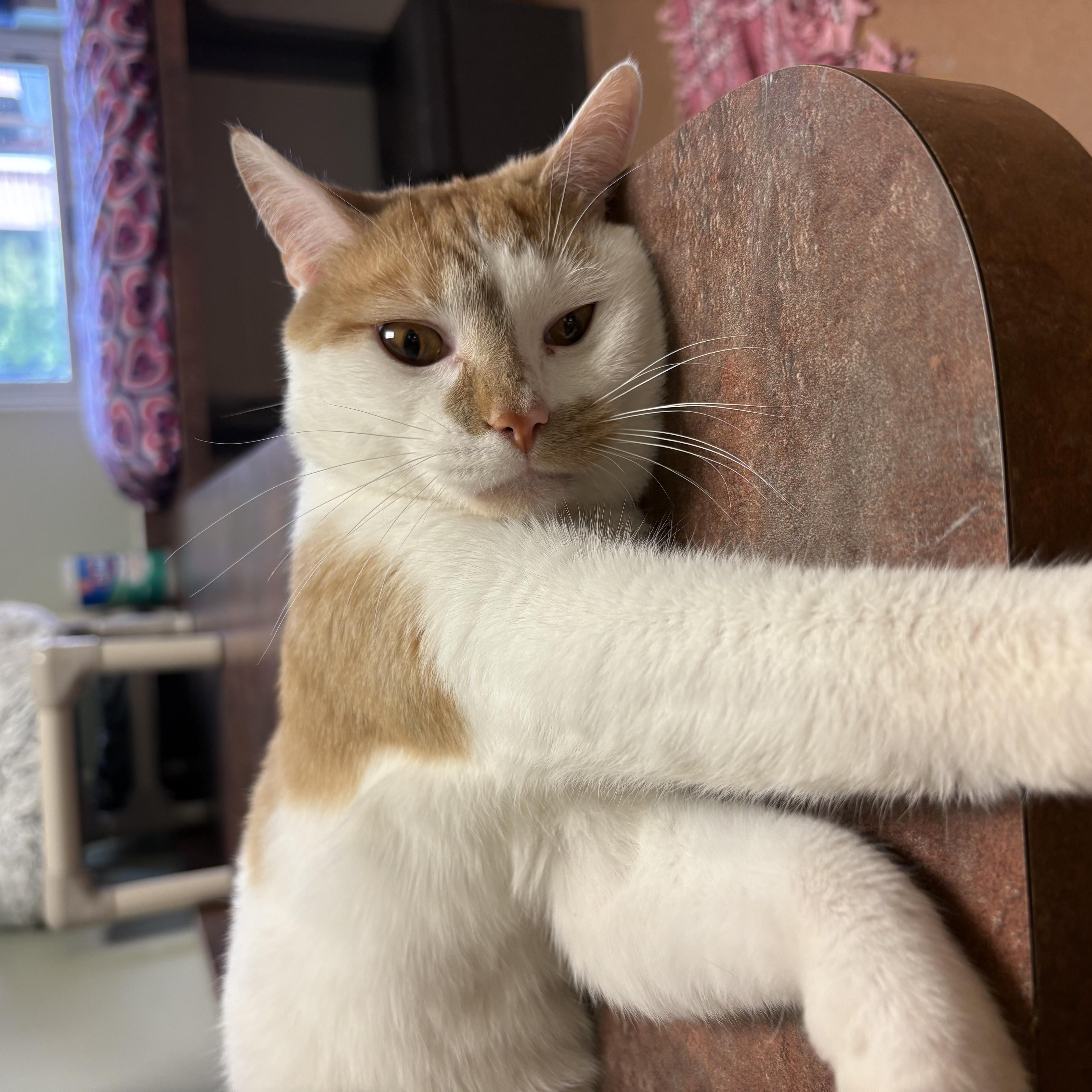Finn, a ADOPTABLE Domestic Short Hair in Monroe, OH image 4/5