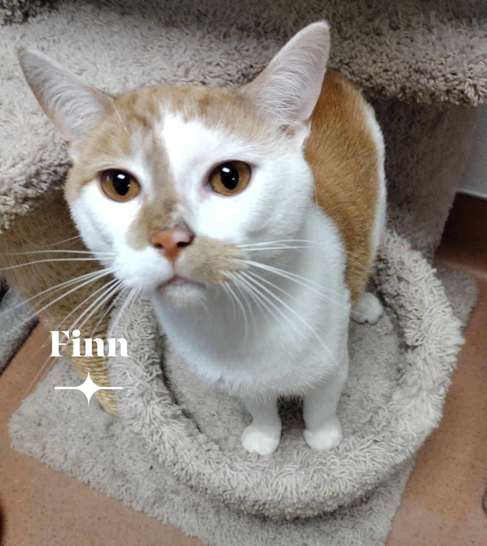 Enlarge Finn, a ADOPTABLE Domestic Short Hair in Monroe, OH image 1/1