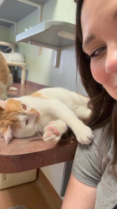 Enlarge Finn, a ADOPTABLE Domestic Short Hair in Monroe, OH video 5/5