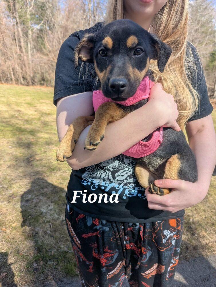Enlarge Fiona, a Adoptable mixed breed in Norfolk, MA image 1/3