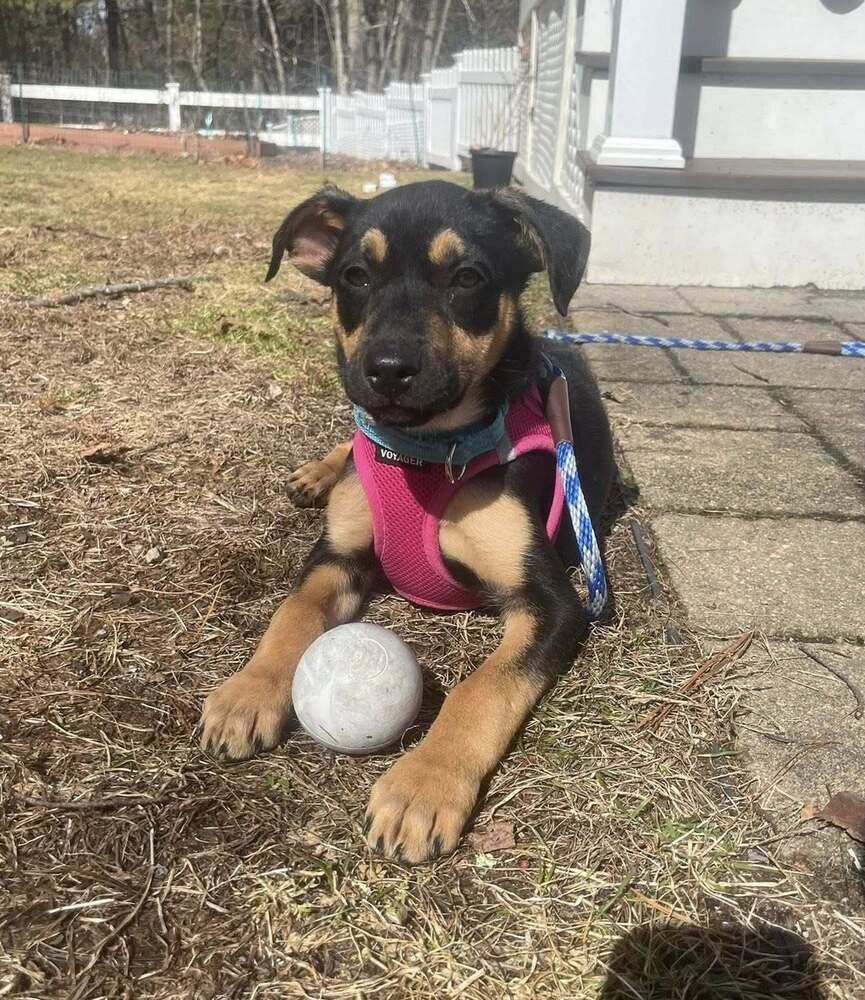 Enlarge Fiona, a Adoptable mixed breed in Norfolk, MA image 2/3