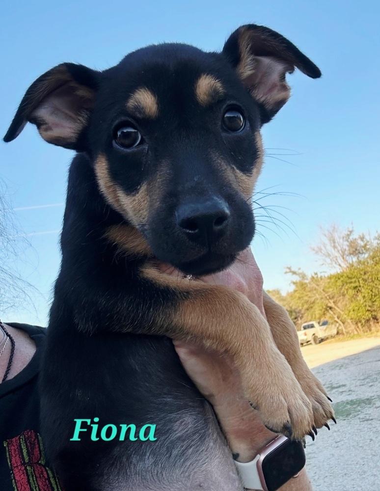 Enlarge Fiona, a Adoptable mixed breed in Norfolk, MA image 3/3