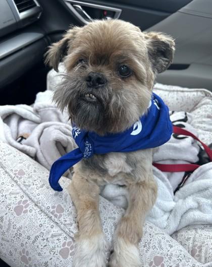 Starship Galactica, Adoptable, Adult Male Terrier & Mixed Breed.