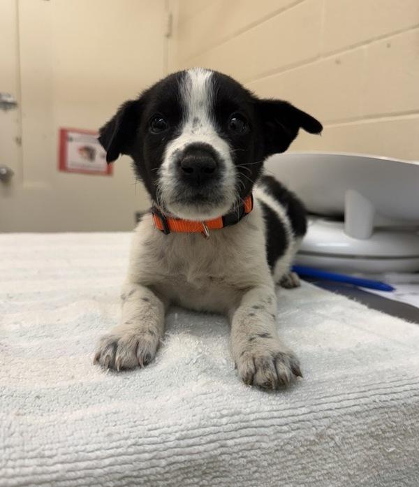 Ferdinand, Adoptable, Puppy Male Mixed Breed.