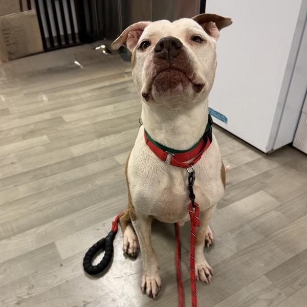 Aloha, Adoptable, Senior Female Pit Bull Terrier.