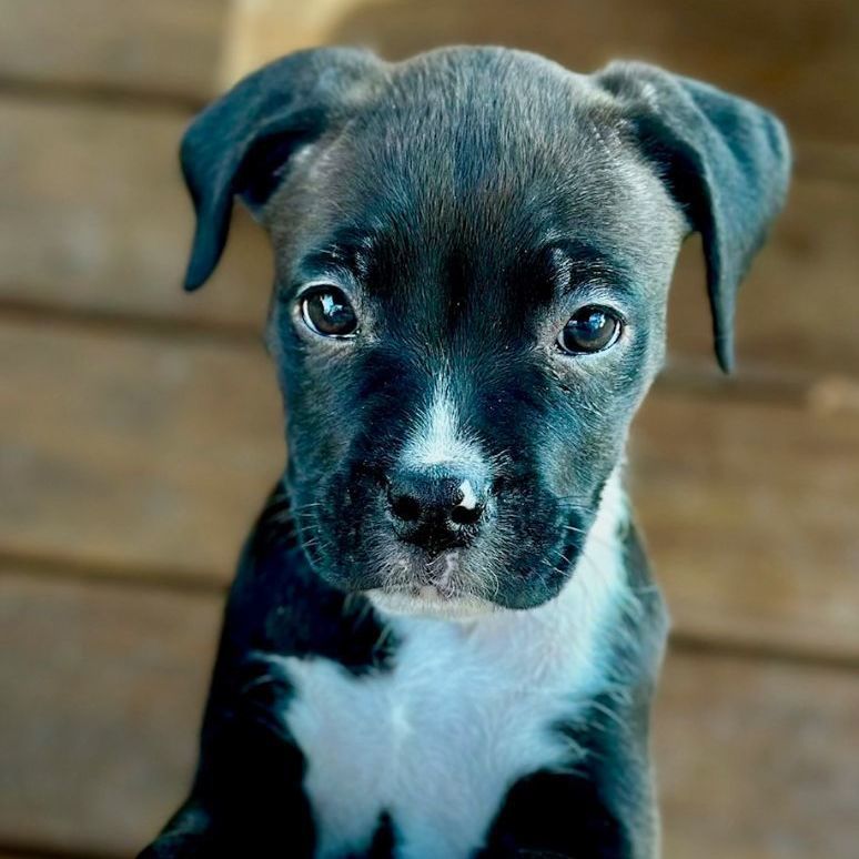 Mauve , a Adopted mixed breed in Richmond, VA image 1/3