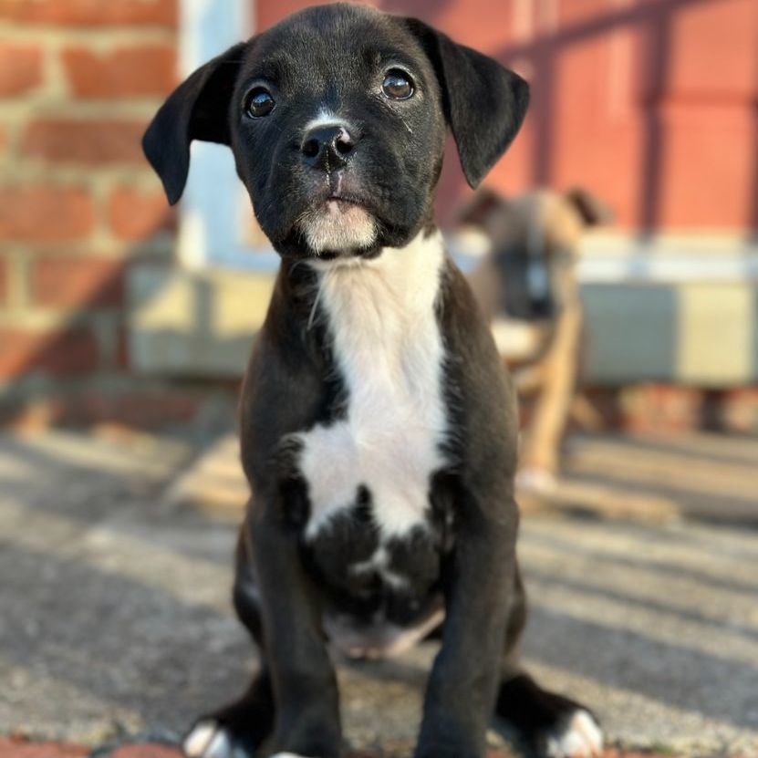 Mauve , a Adopted mixed breed in Richmond, VA image 2/3