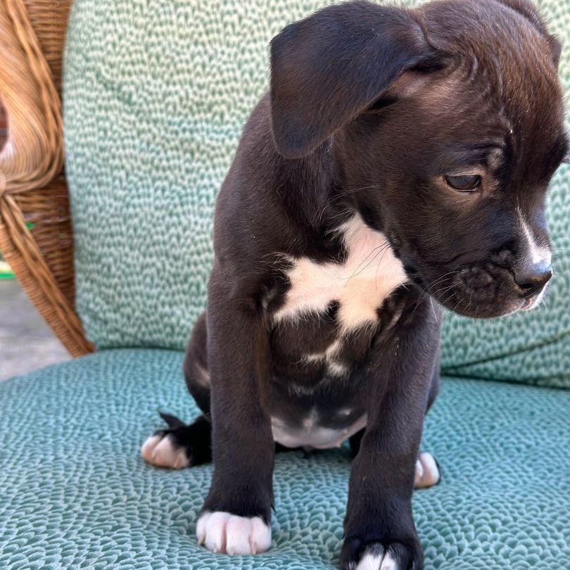 Mauve , a Adopted mixed breed in Richmond, VA image 3/3