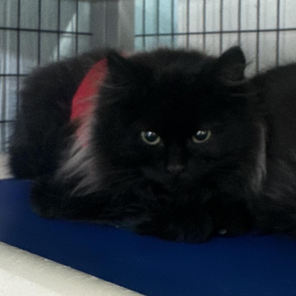 Cujo, Adoptable, Young Male Domestic Long Hair.