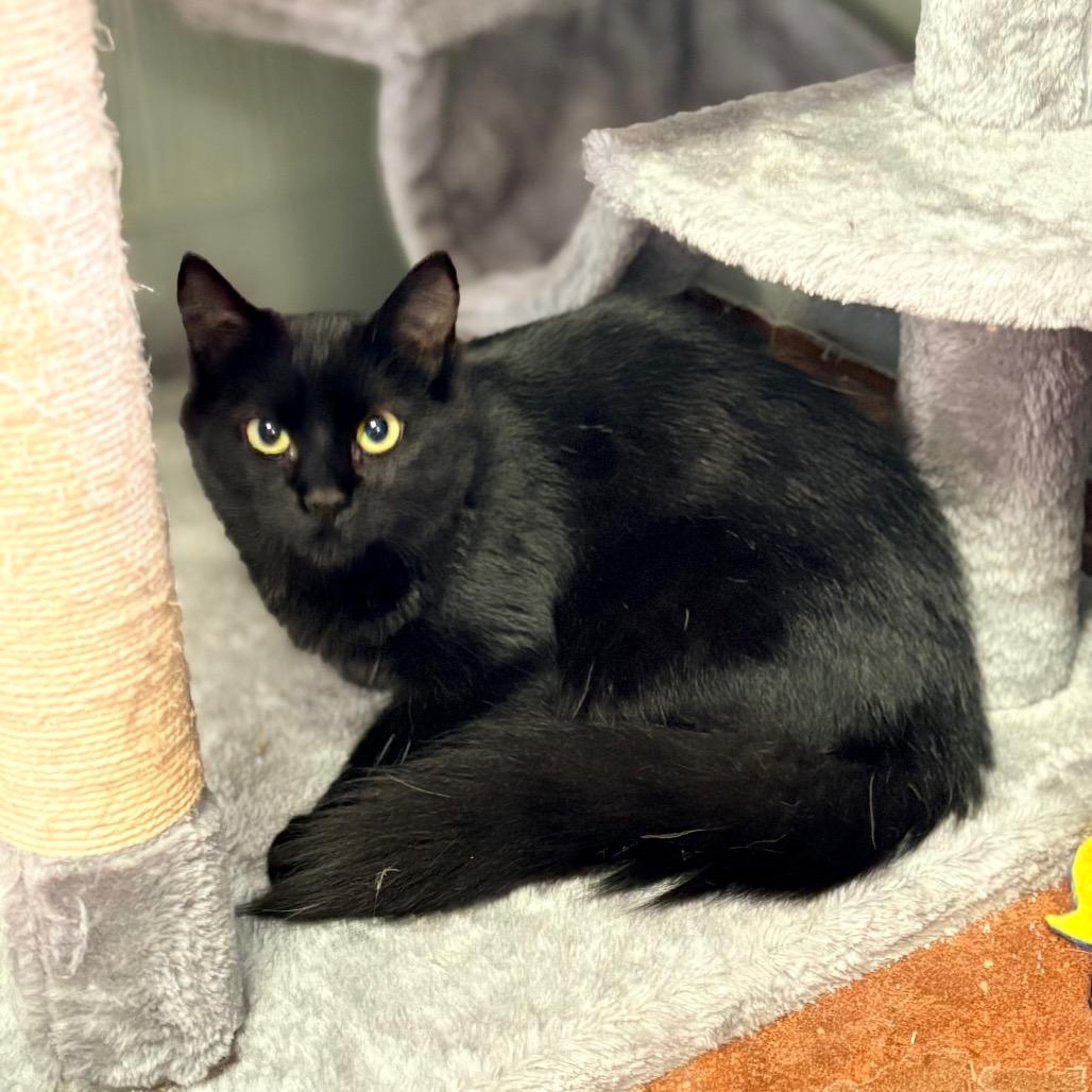 Enlarge Cujo, a Adoptable Domestic Long Hair in Clarksville, AR image 2/4