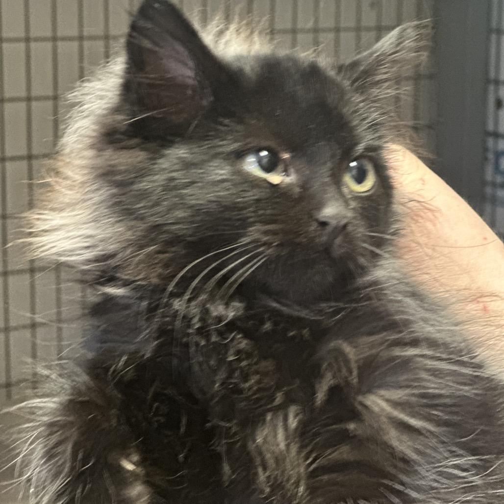 Enlarge Cujo, a Adoptable Domestic Long Hair in Clarksville, AR image 3/4