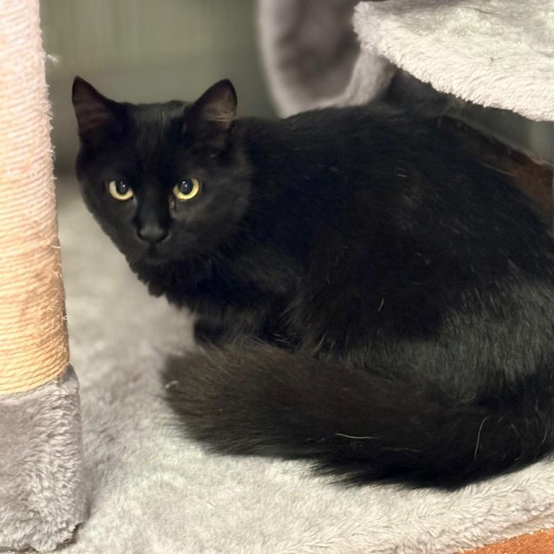 Enlarge Cujo, a Adoptable Domestic Long Hair in Clarksville, AR image 4/4