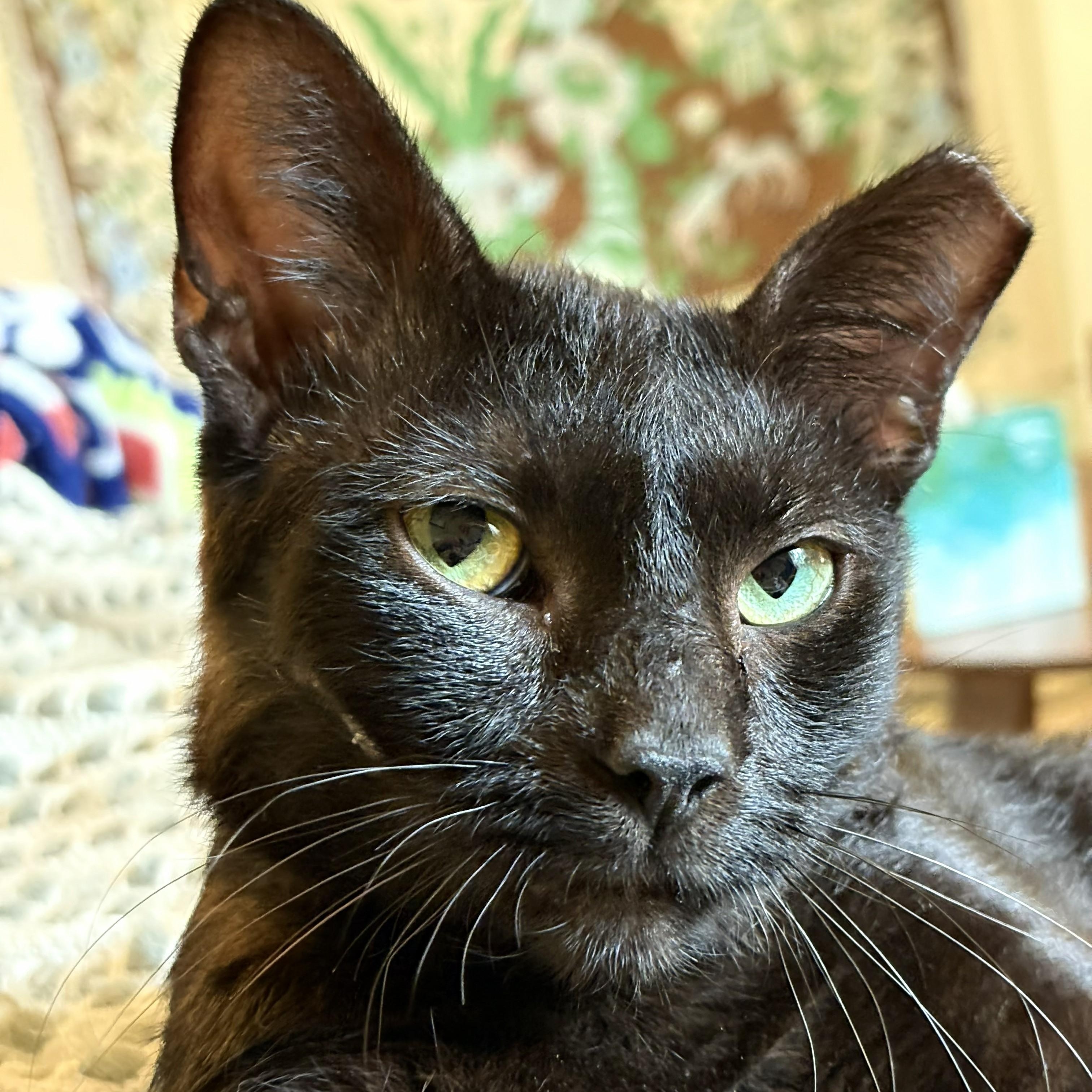 Rocky, Adoptable, Adult Male Bombay & Domestic Short Hair.