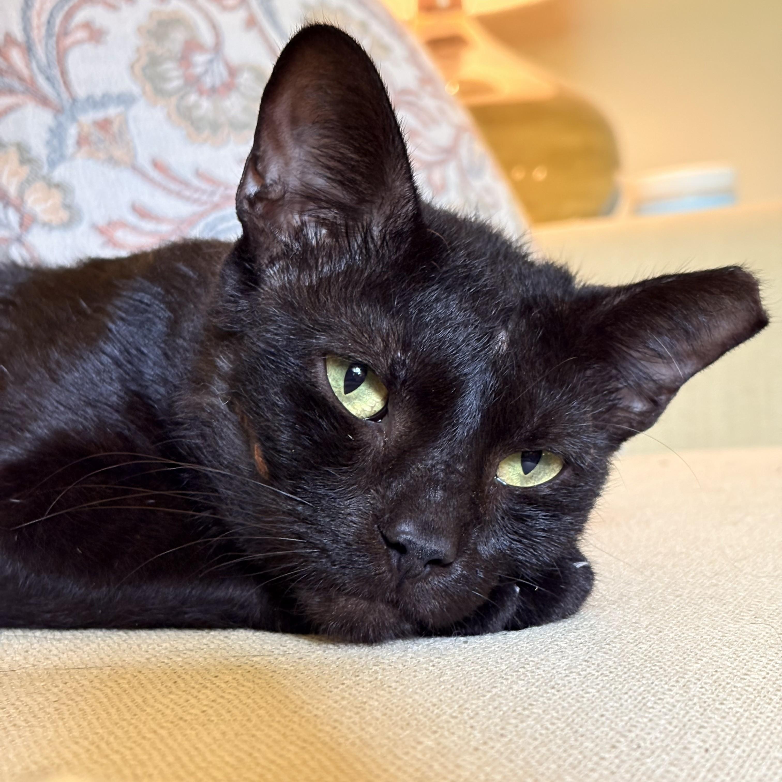 Enlarge Rocky, a Adoptable mixed breed in Hyattsville, MD image 3/5