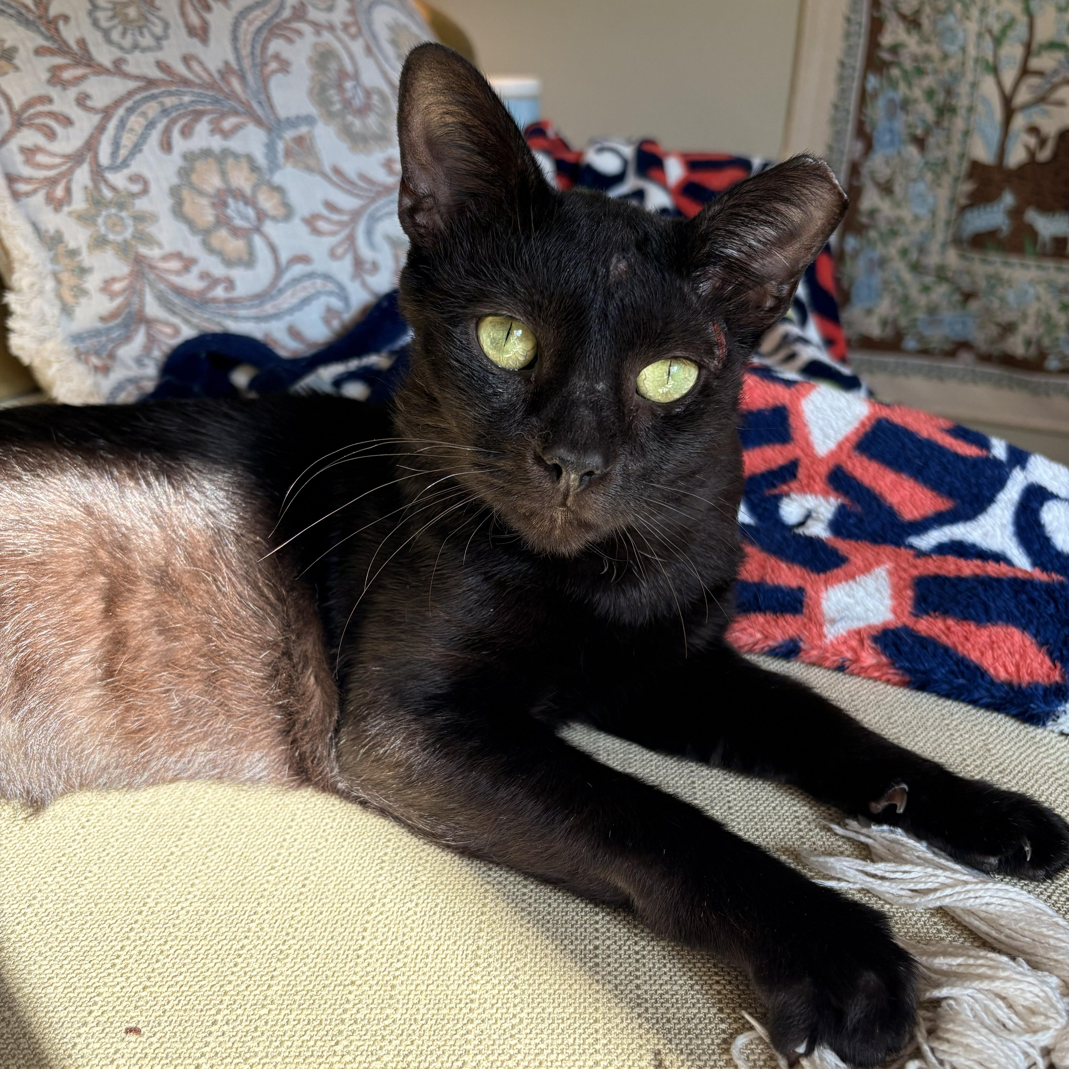 Enlarge Rocky, a Adoptable mixed breed in Hyattsville, MD image 2/5