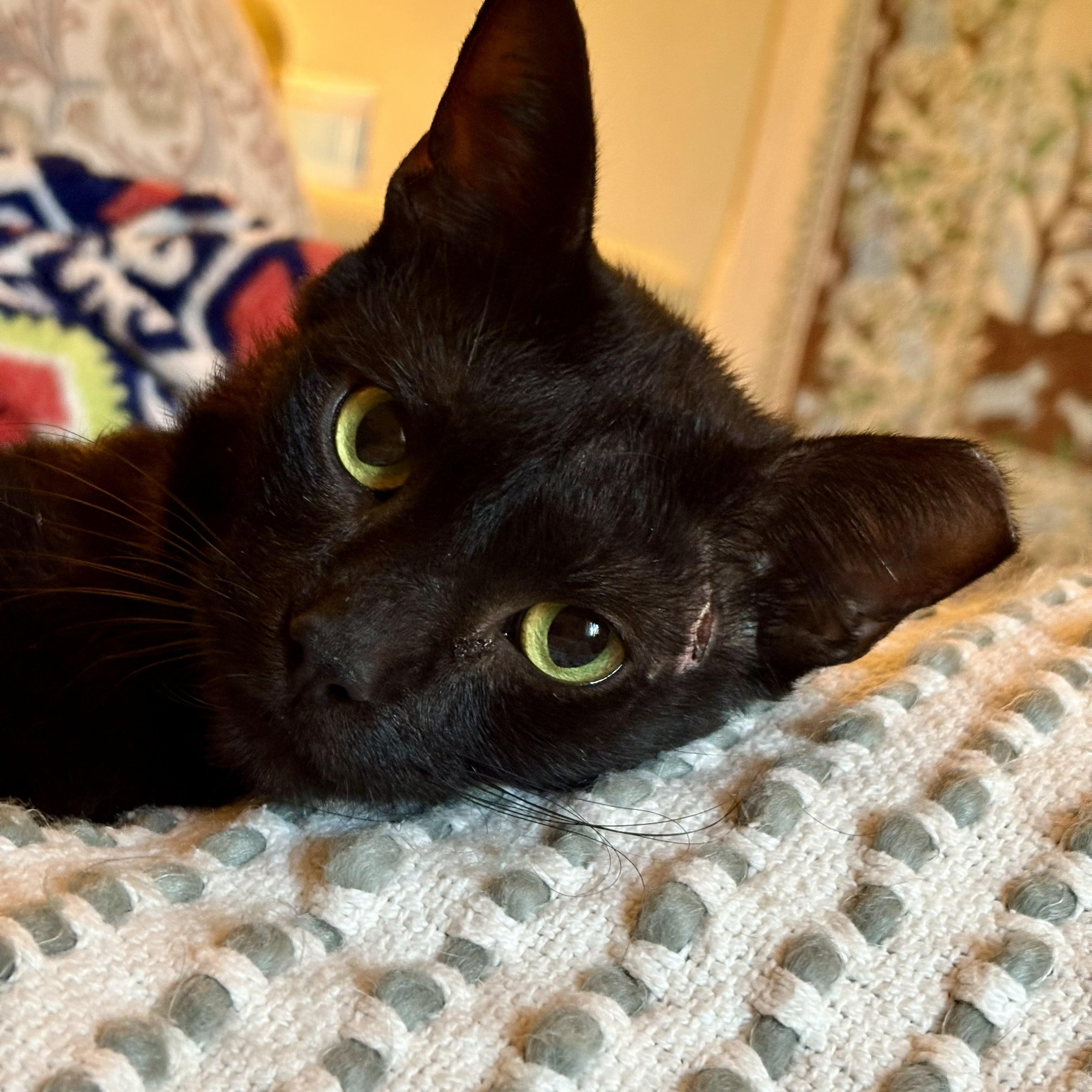 Enlarge Rocky, a Adoptable mixed breed in Hyattsville, MD image 4/5