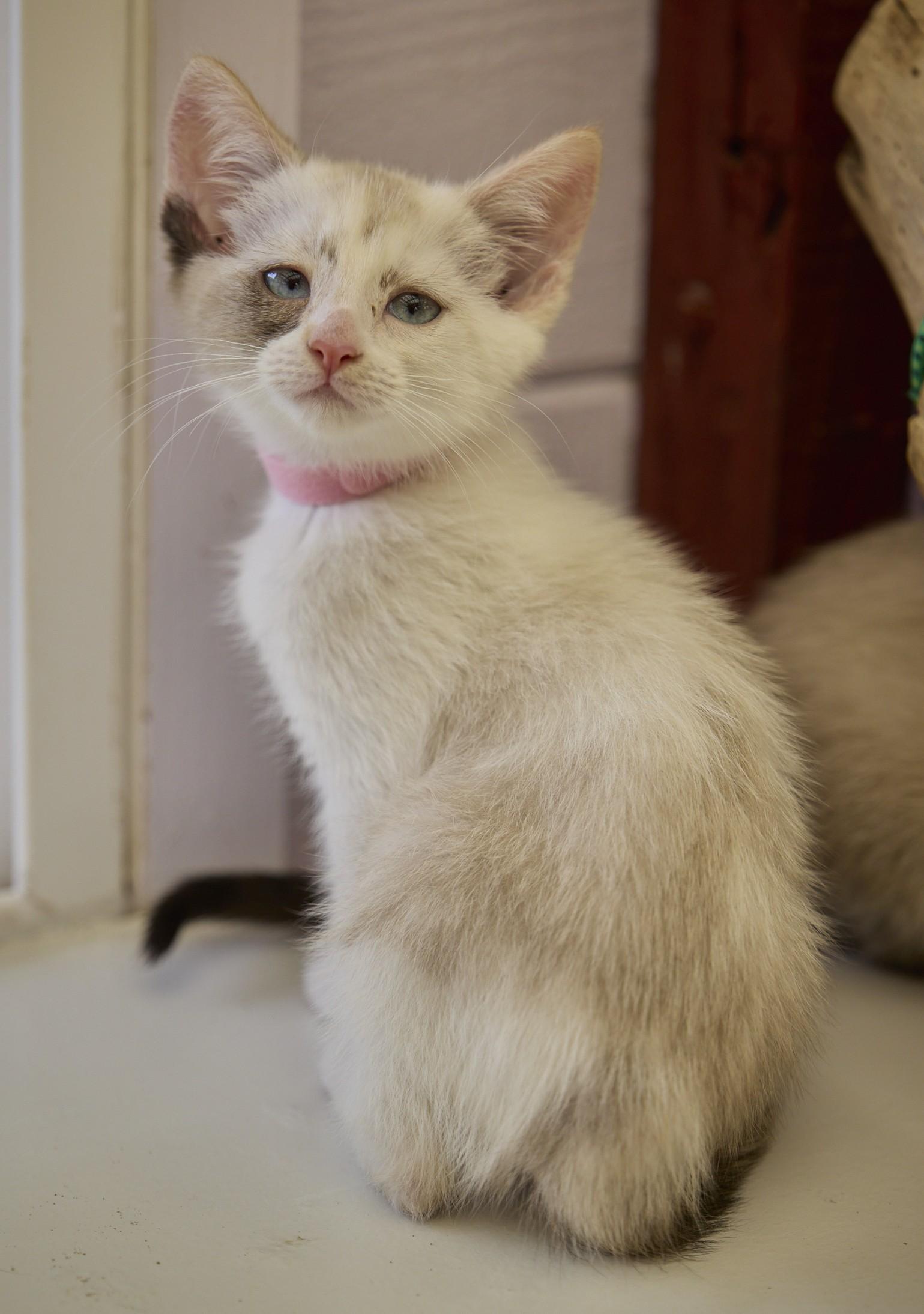 Enlarge Cha-Cha, a ADOPTABLE mixed breed in Santa Barbara, CA image 1/2