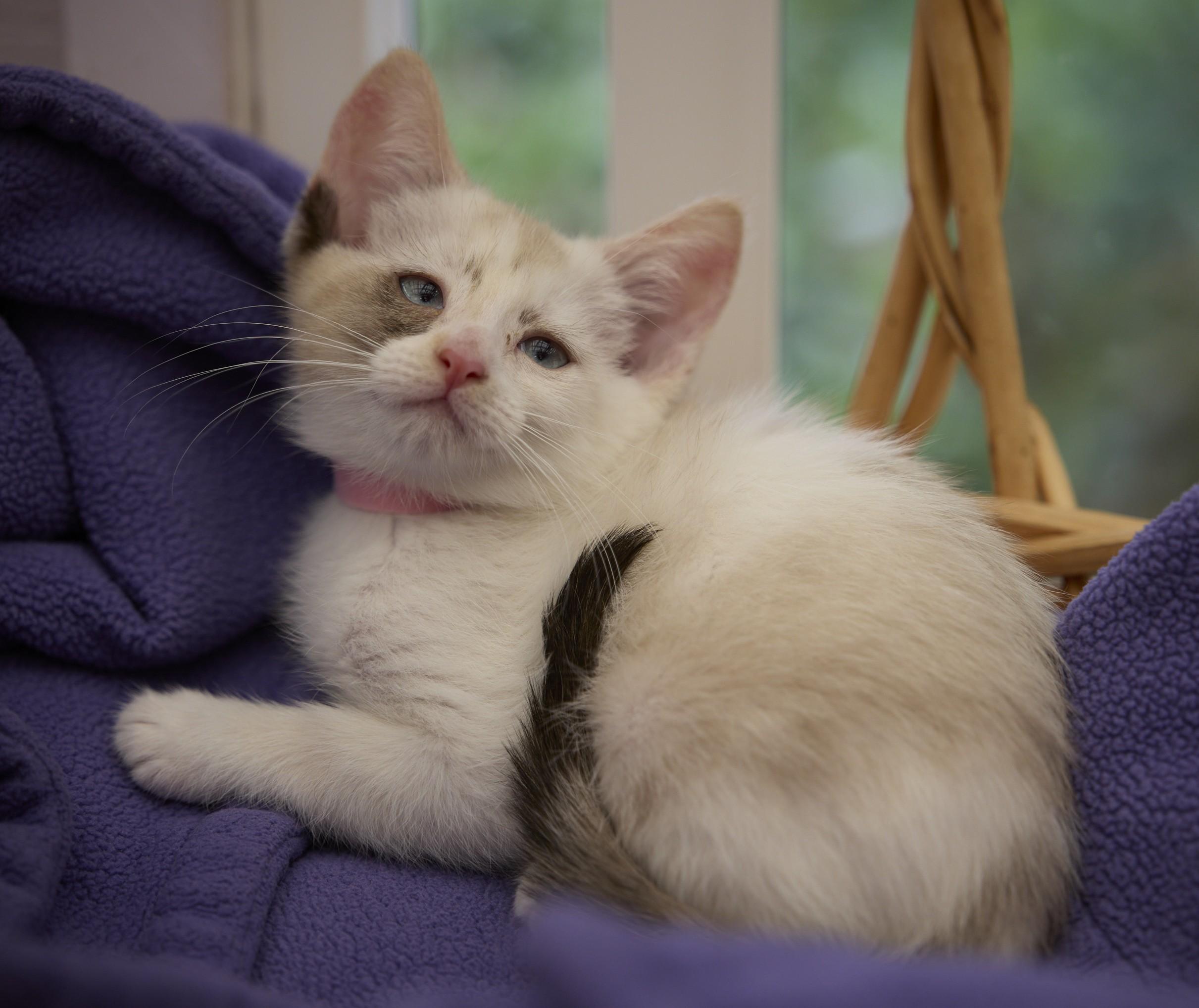 Enlarge Cha-Cha, a ADOPTABLE mixed breed in Santa Barbara, CA image 2/2