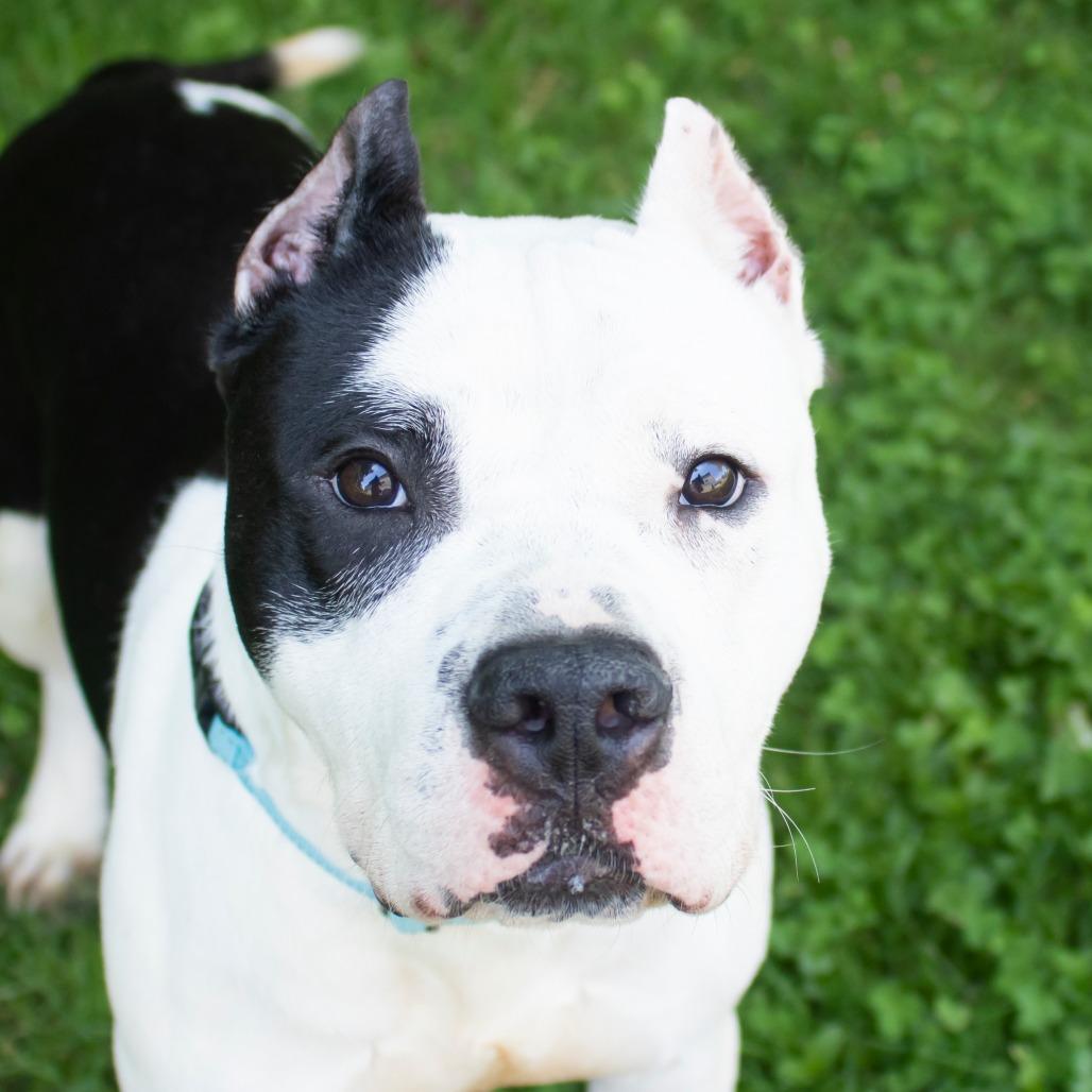 Enlarge Zeus, a Adoptable mixed breed in Middletown, RI image 1/1