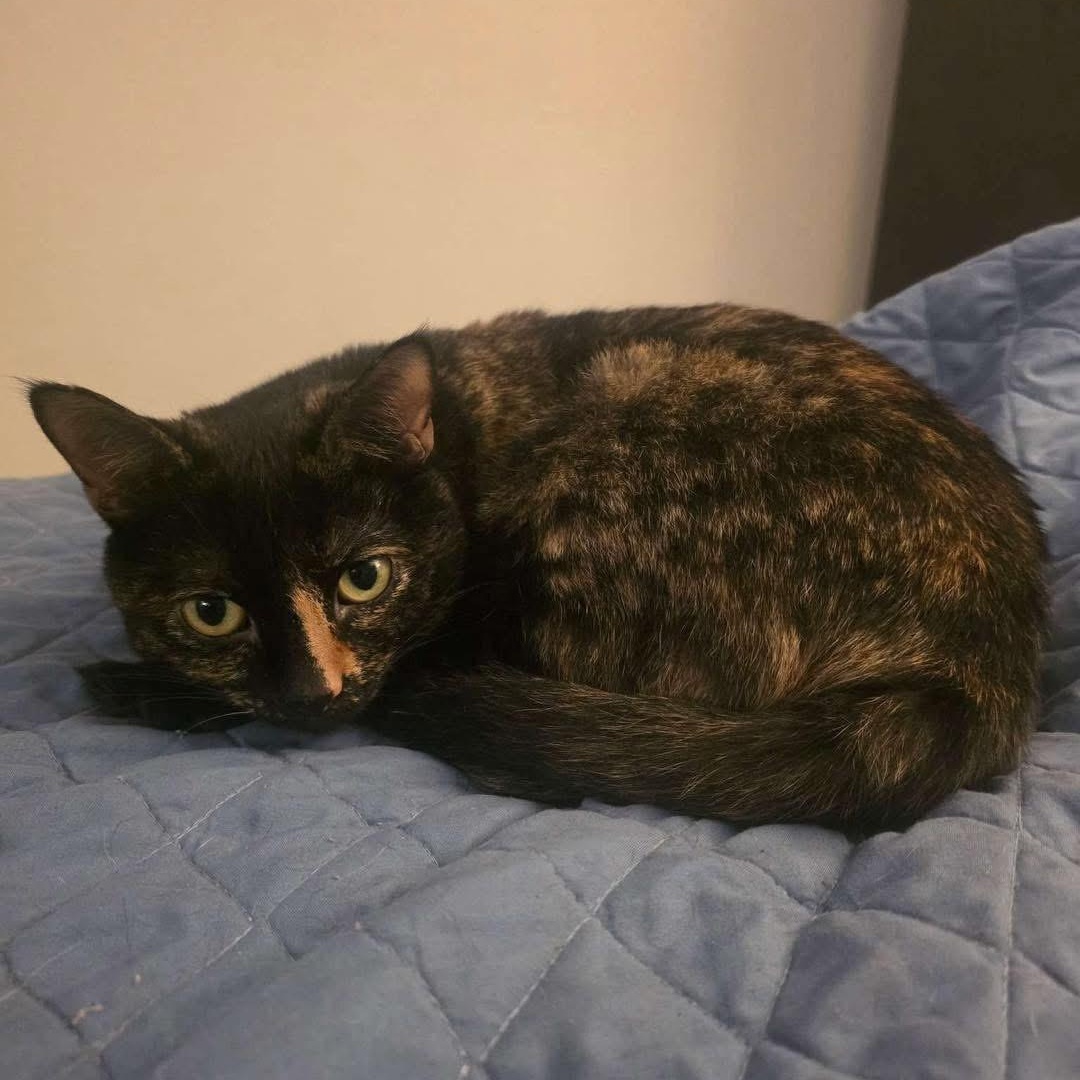 Mama, adoptable, Adult Female Domestic Short Hair & Tortoiseshell.