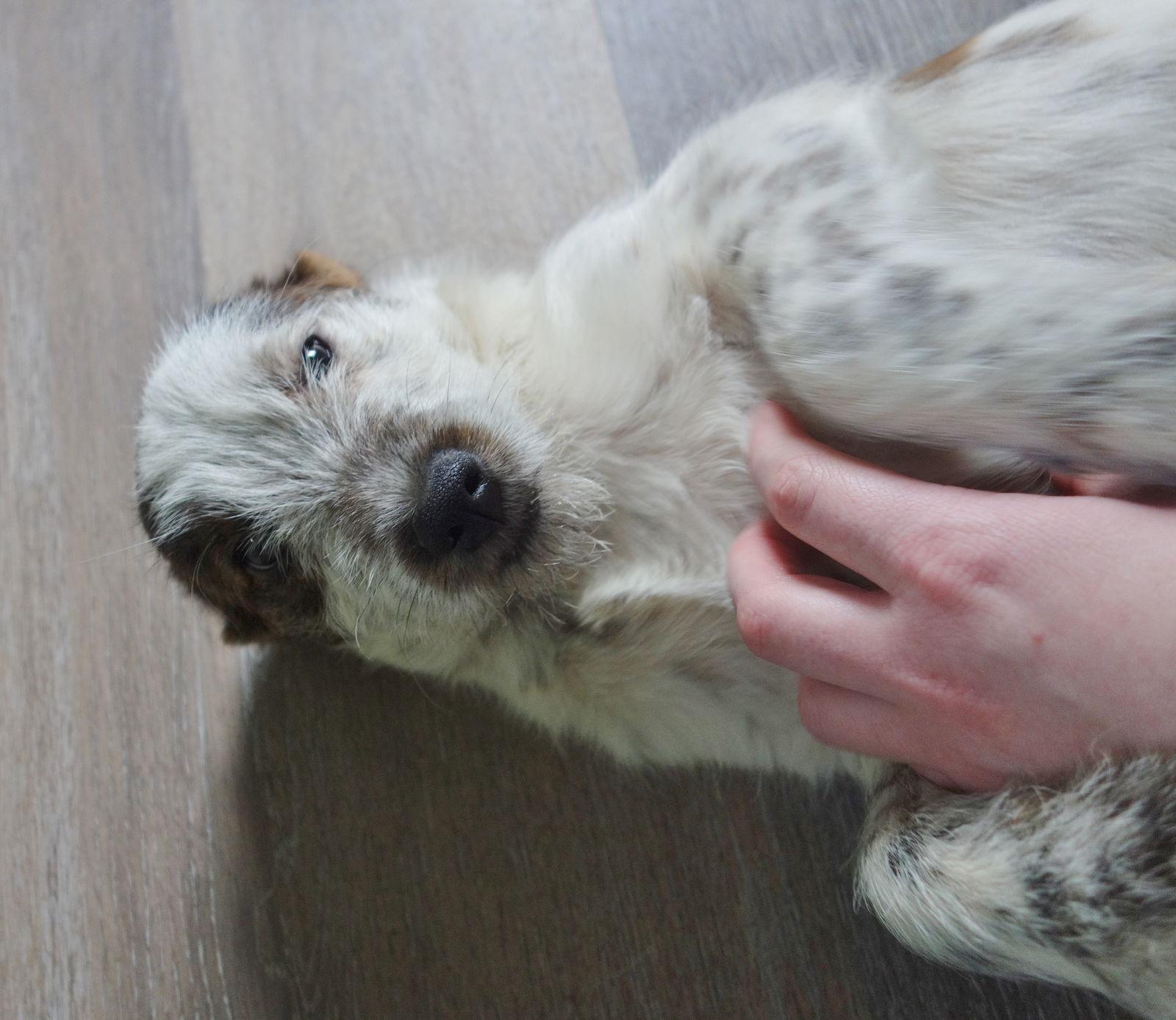 Tillie, Adoptable, Puppy Female Jack Russell Terrier.