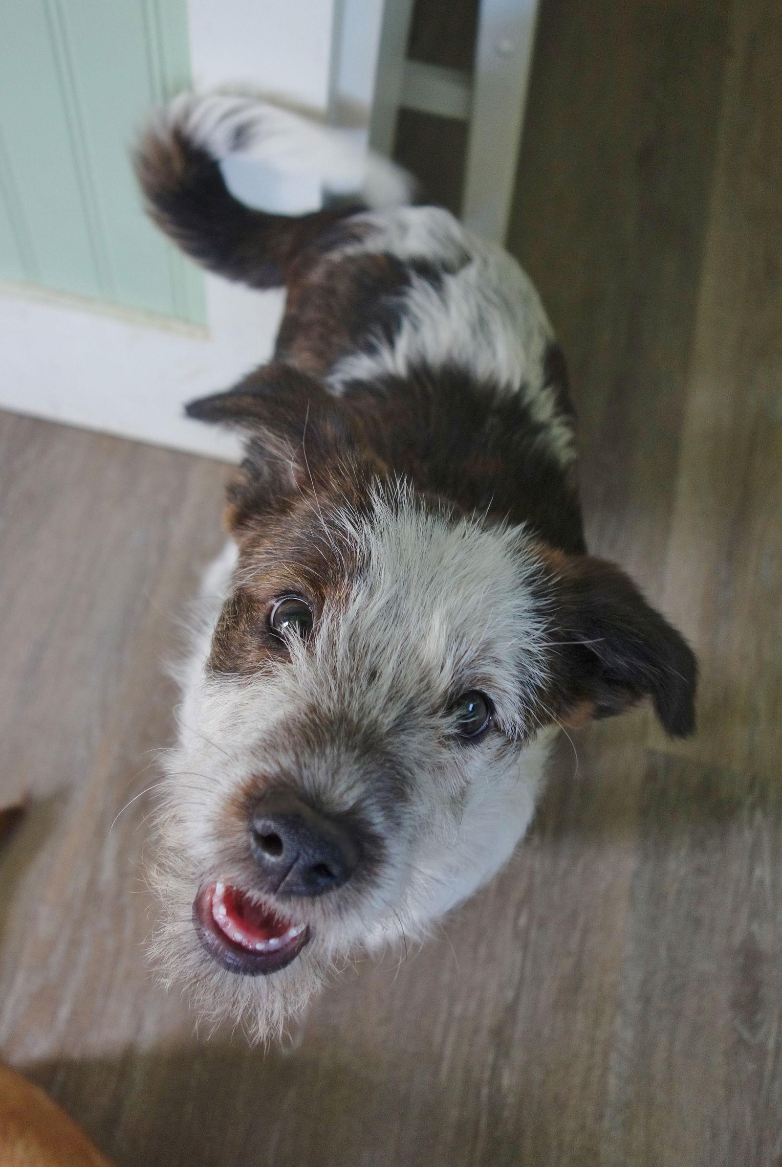 Enlarge Tillie, a Adoptable Jack Russell Terrier in Fort Thomas, KY image 2/3