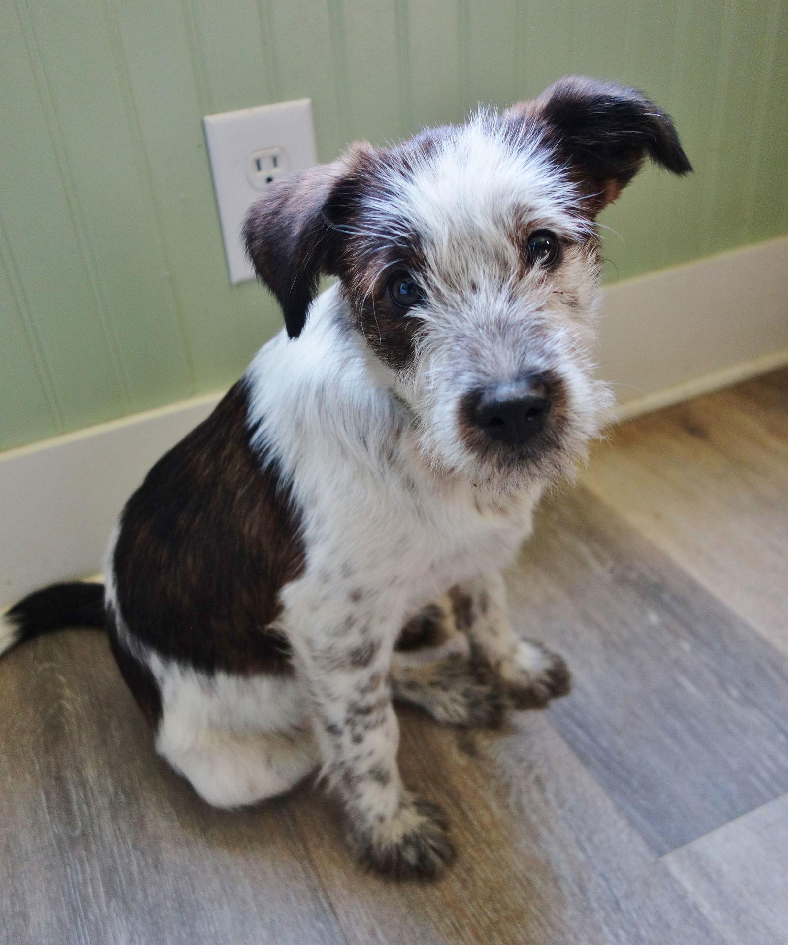 Enlarge Tillie, a Adoptable Jack Russell Terrier in Fort Thomas, KY image 3/3