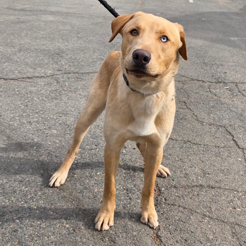 Enlarge Cedar, a Adoptable Yellow Labrador Retriever in Mount Shasta, CA image 2/6