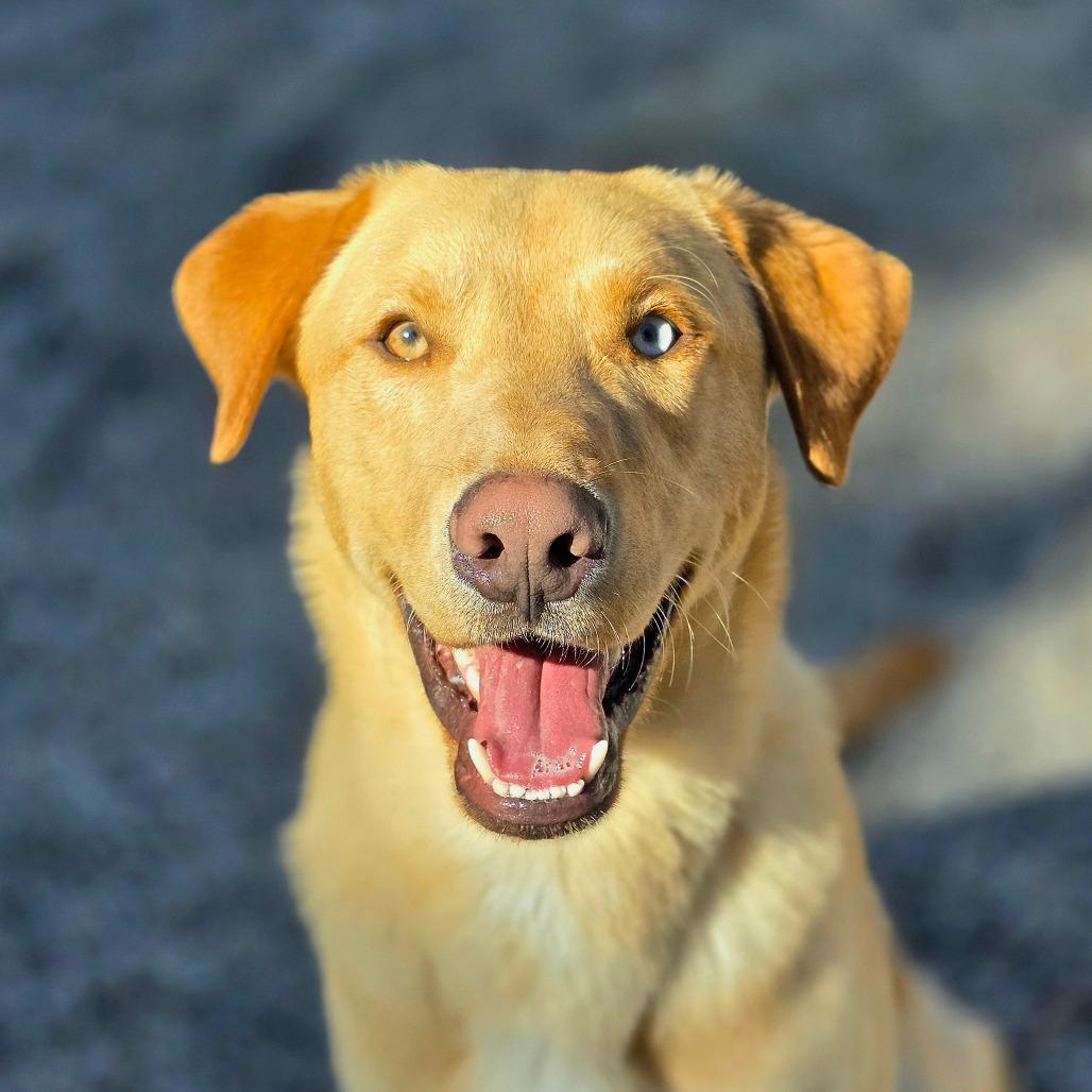Enlarge Cedar, a Adoptable Yellow Labrador Retriever in Mount Shasta, CA image 6/6