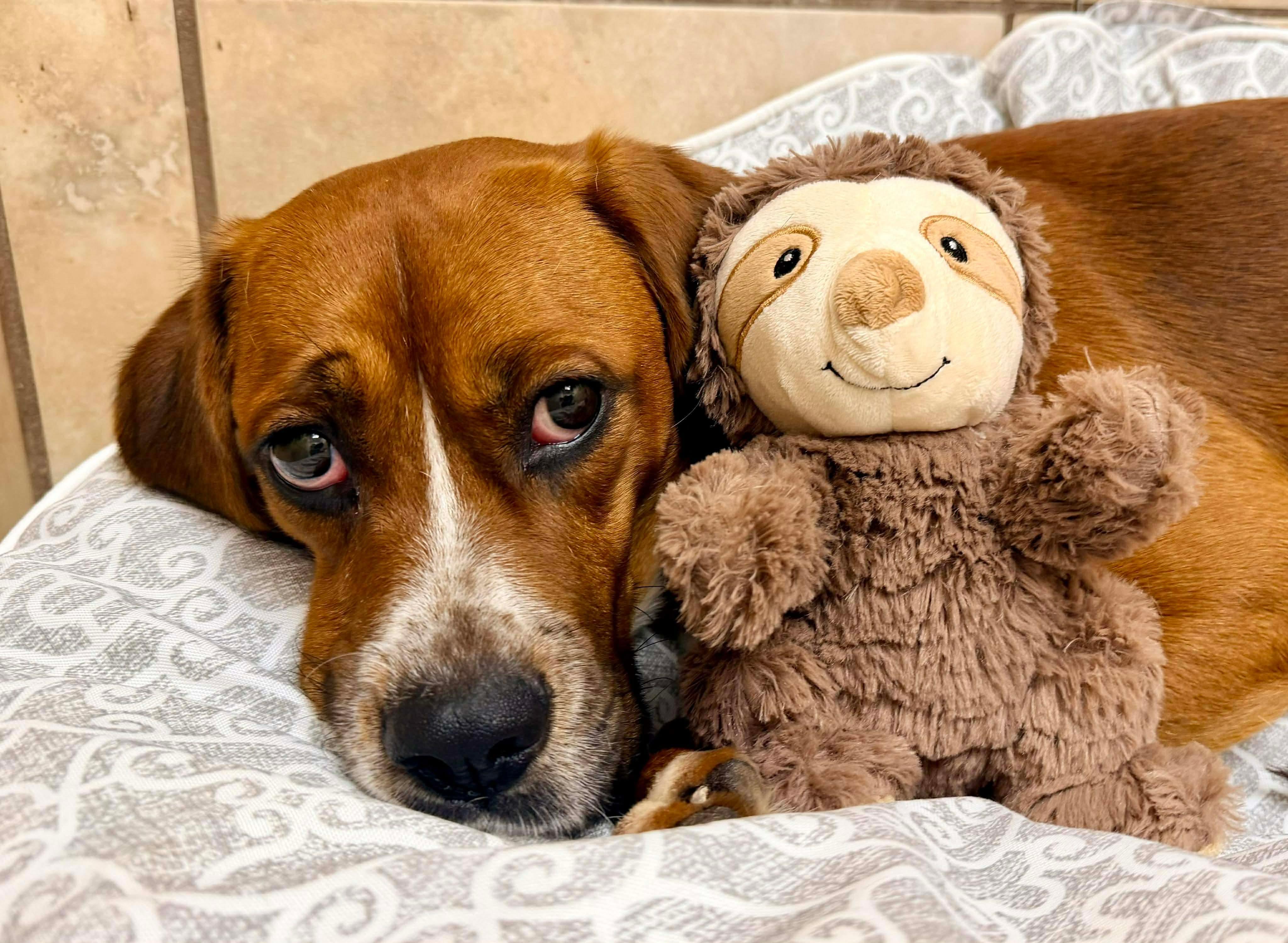 Enlarge Rufus, an adopted mixed breed in Adrian, MI image 6/6