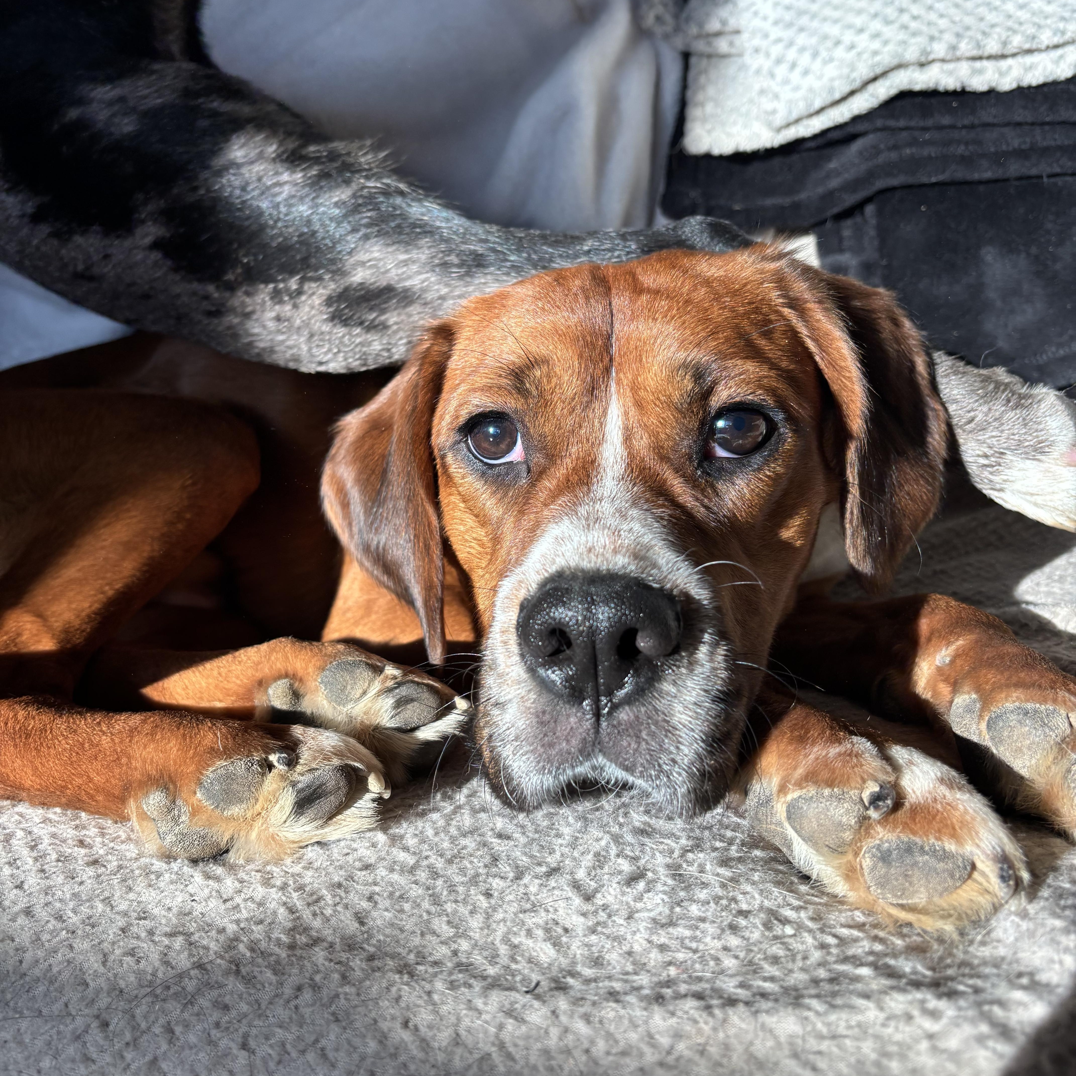 Enlarge Rufus, an adopted mixed breed in Adrian, MI image 2/6